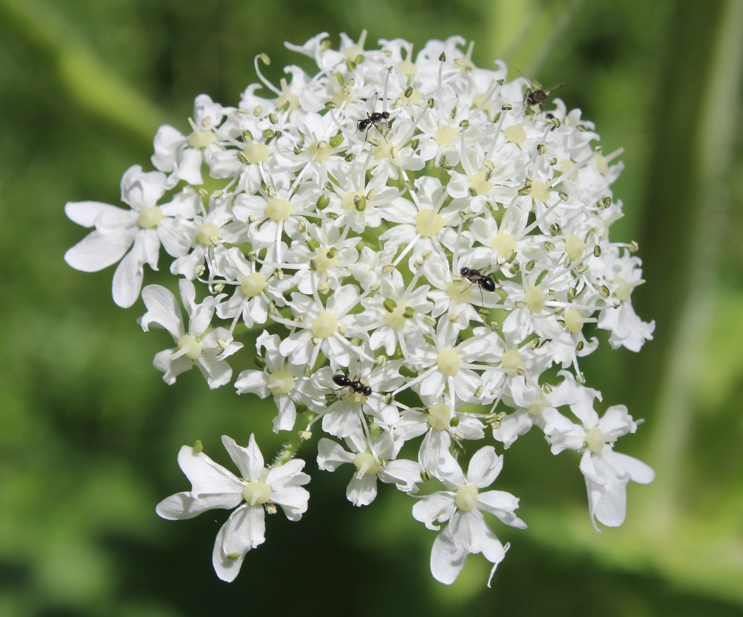 Heracleum platytaenium