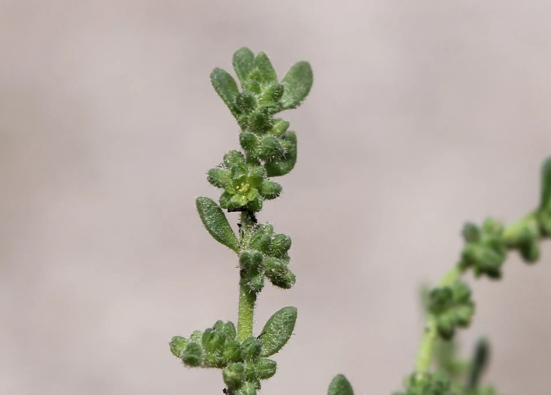 Herniaria hirsuta