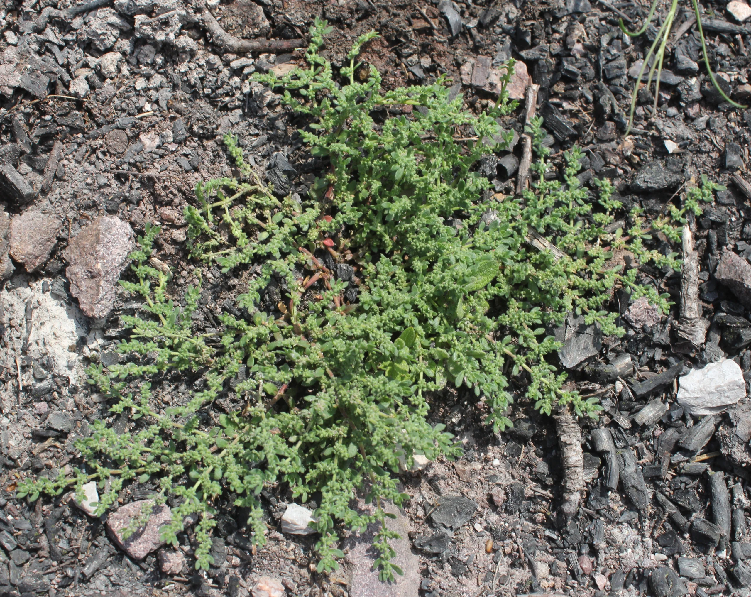 Herniaria hirsuta