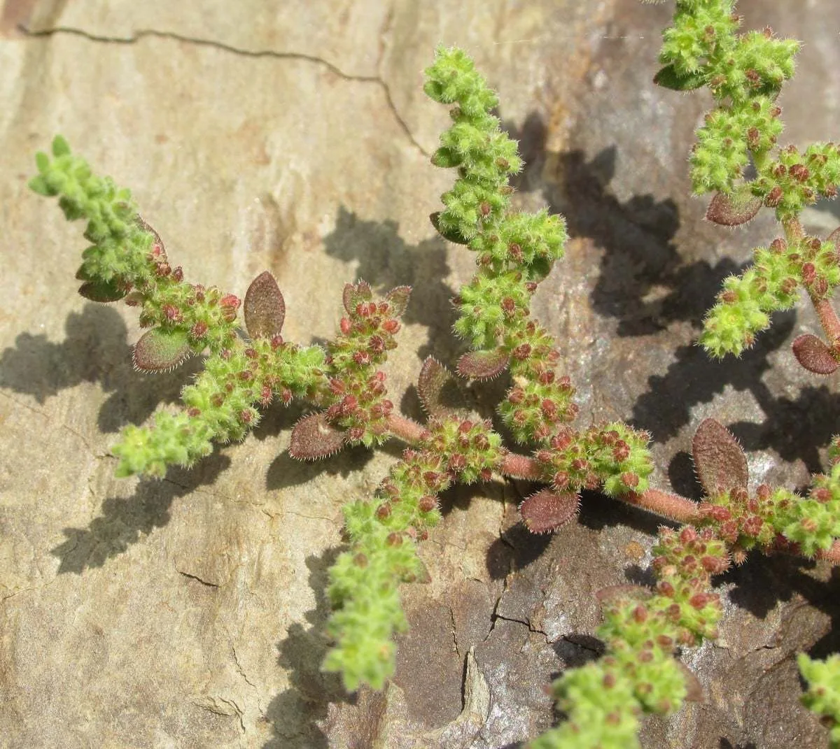 Herniaria hirsuta