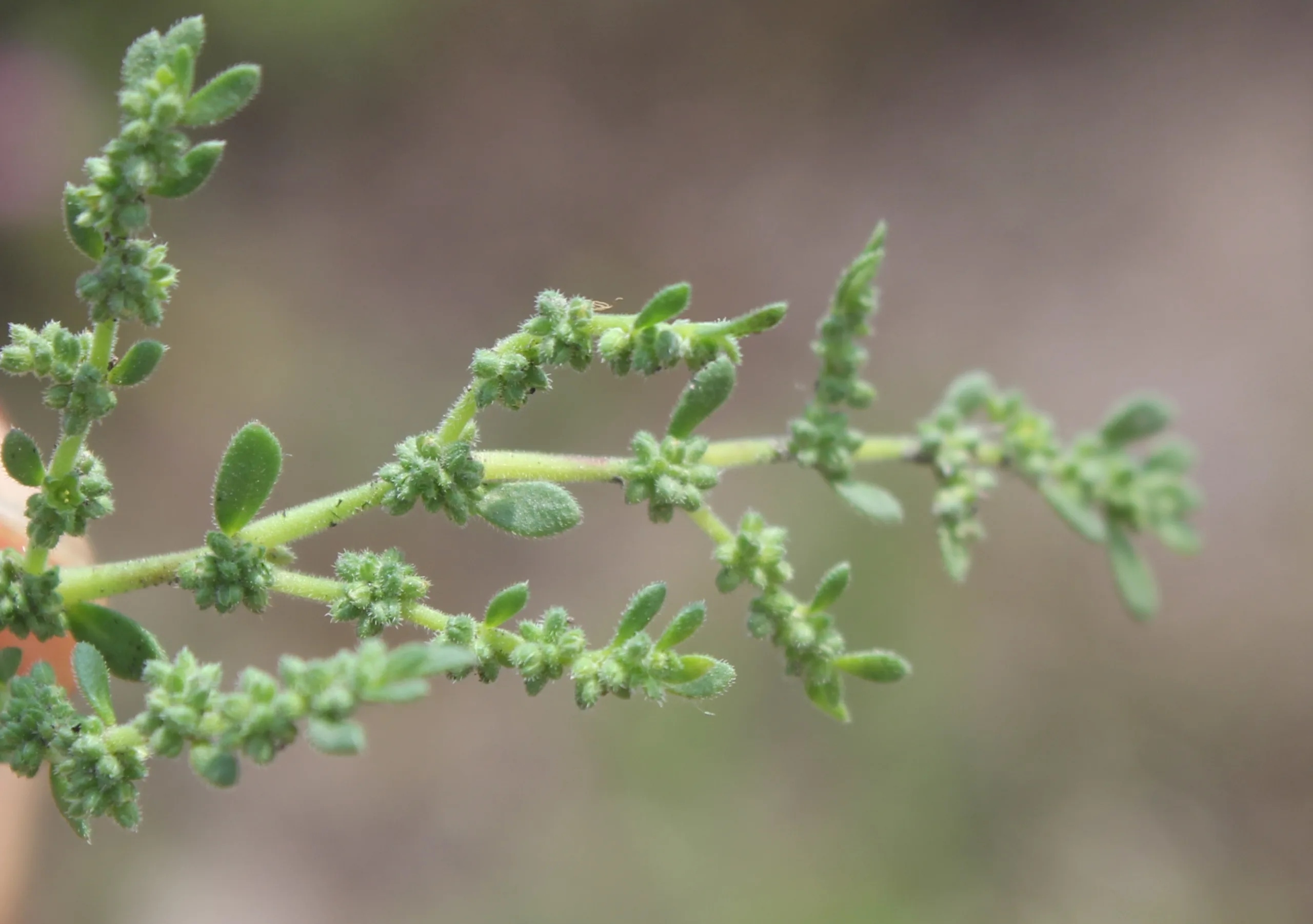 Herniaria hirsuta