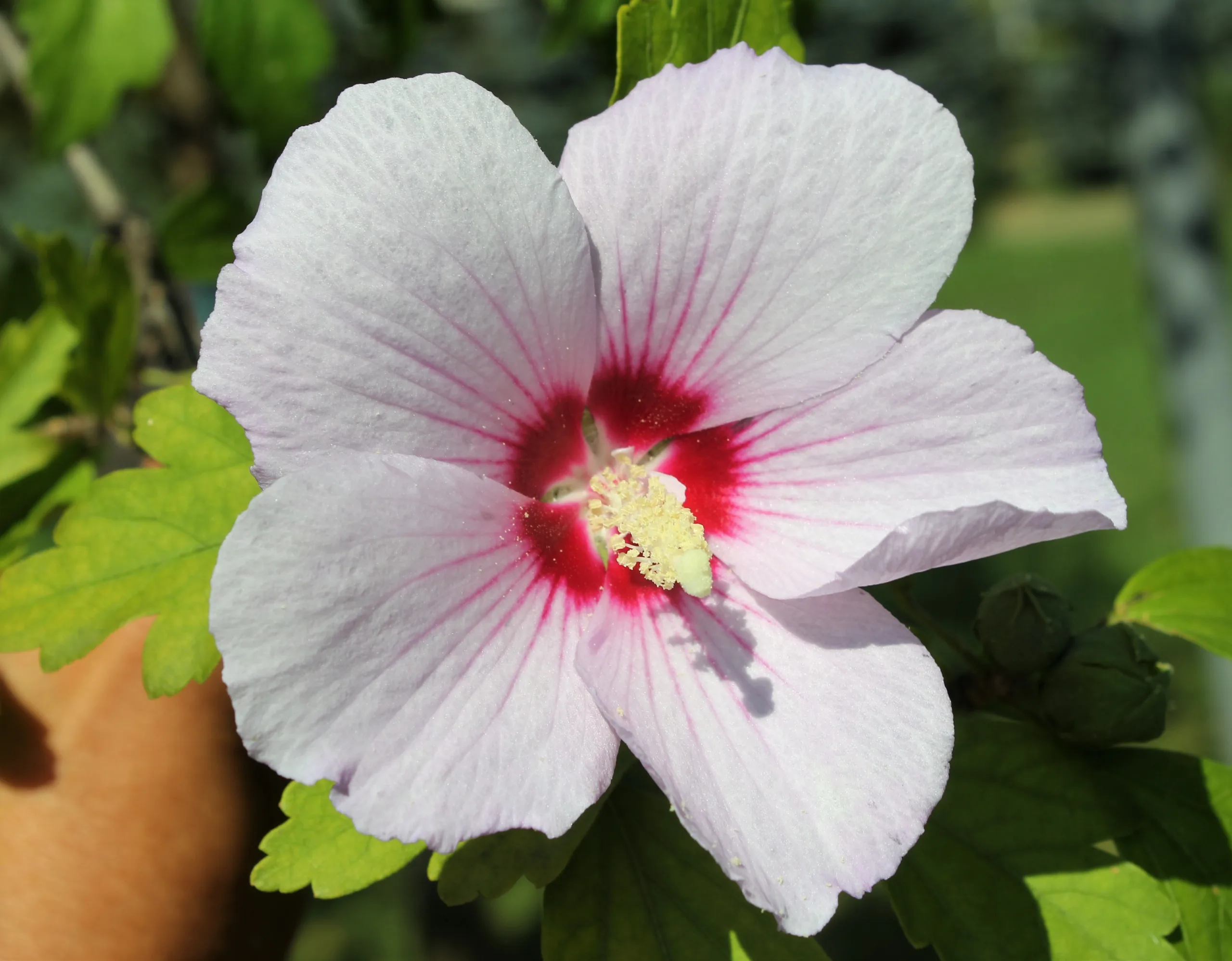Hibiscus syriacus (Ağaçhatmi)
