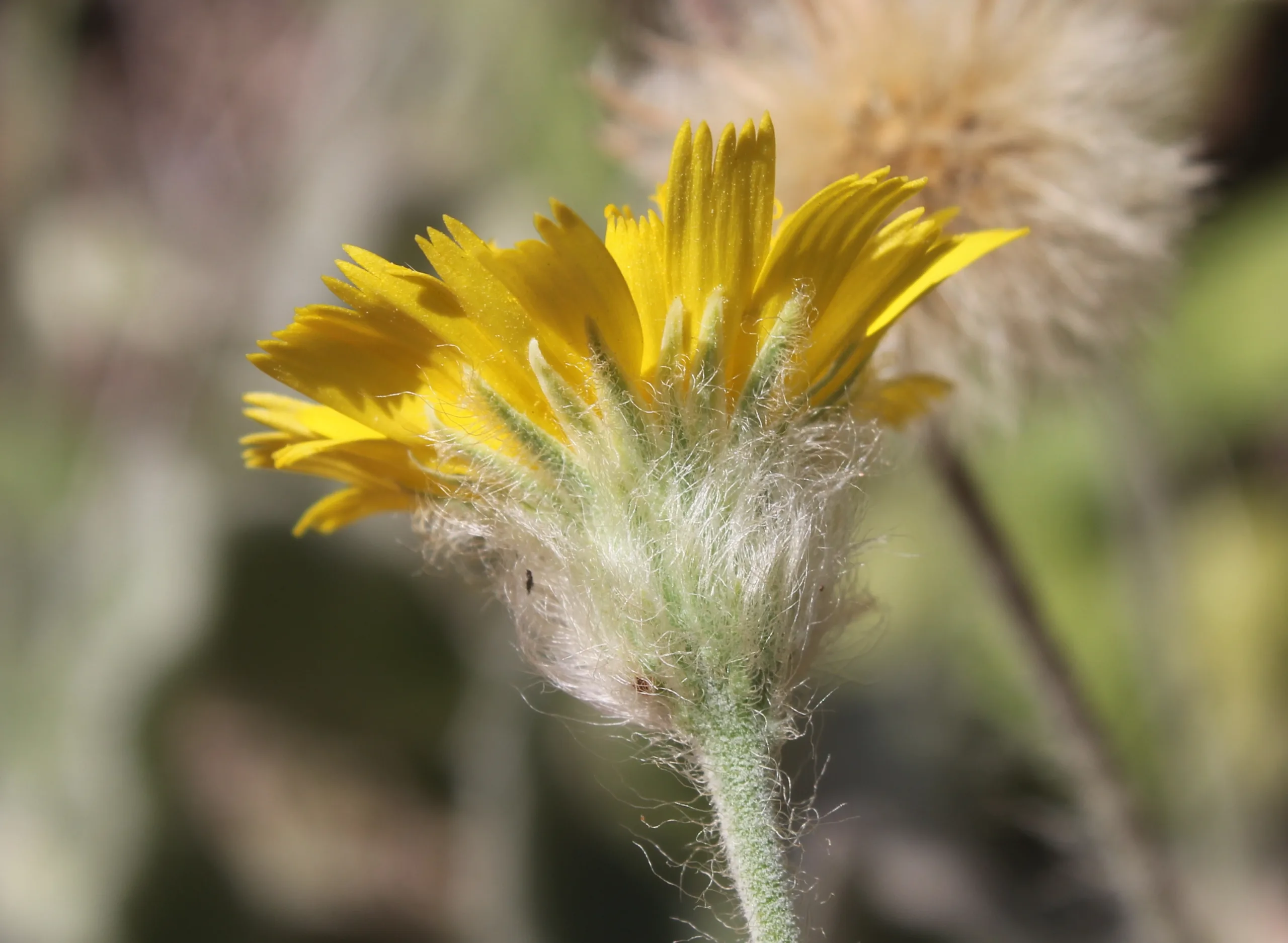 Hieracium pannosum subsp. bornmuelleri