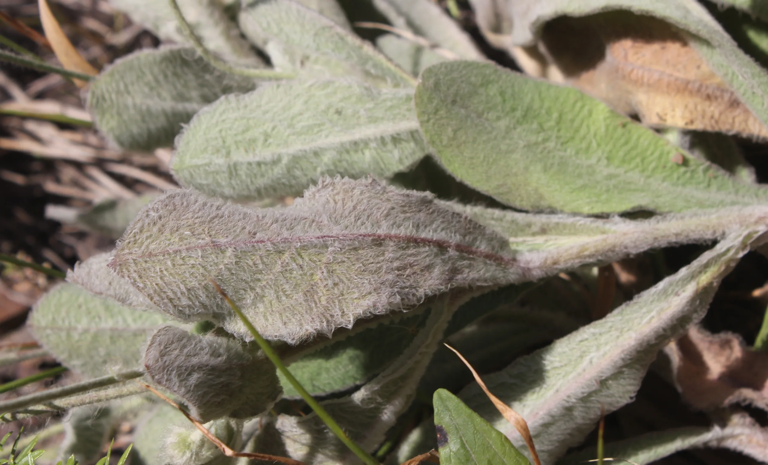 Hieracium pannosum subsp. bornmuelleri