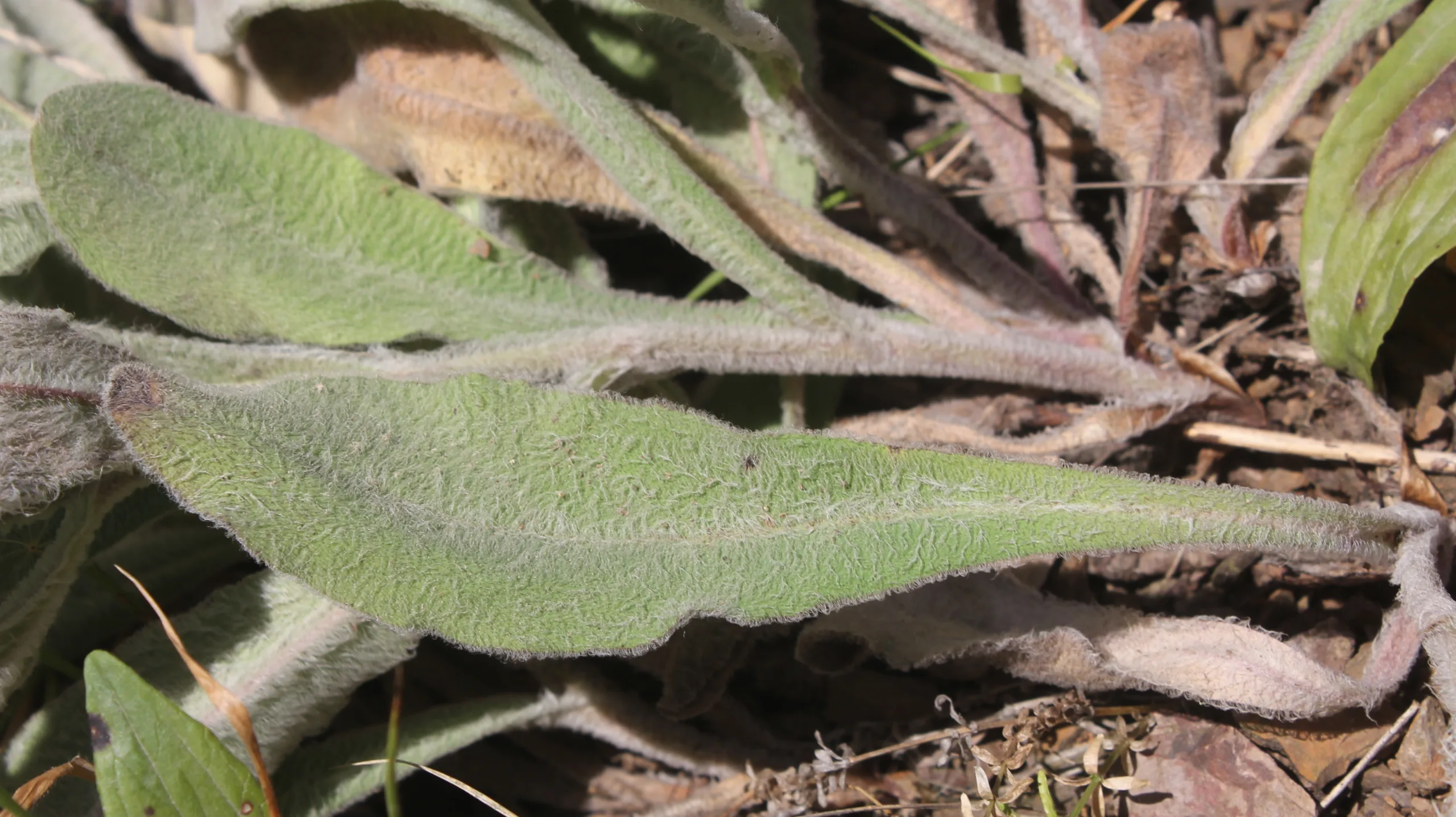Hieracium pannosum subsp. bornmuelleri