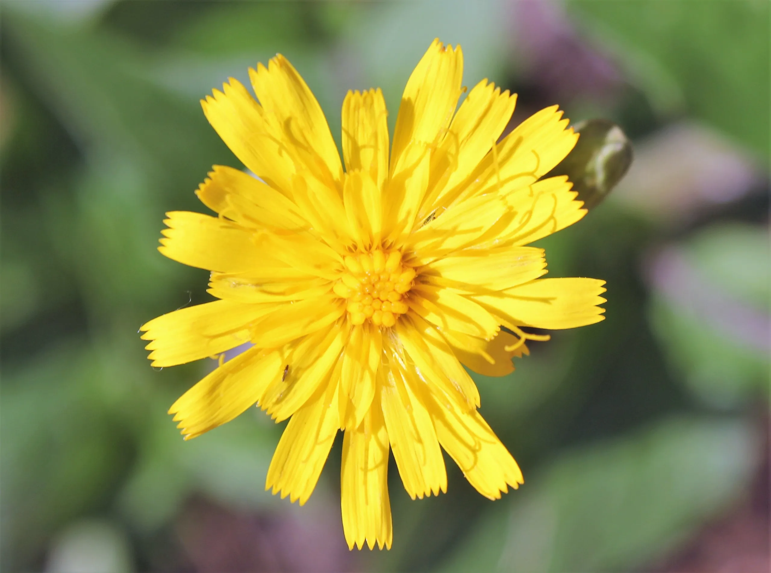 Hieracium racemosum