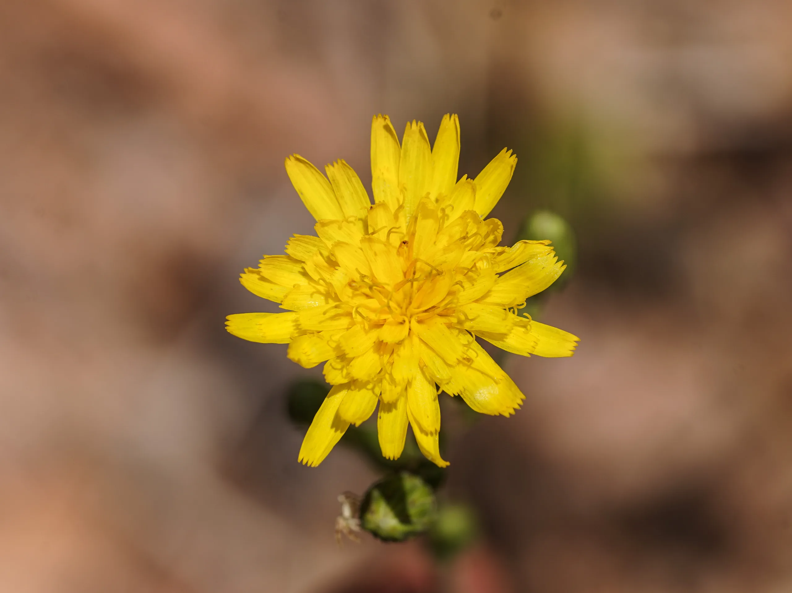 Hieracium racemosum