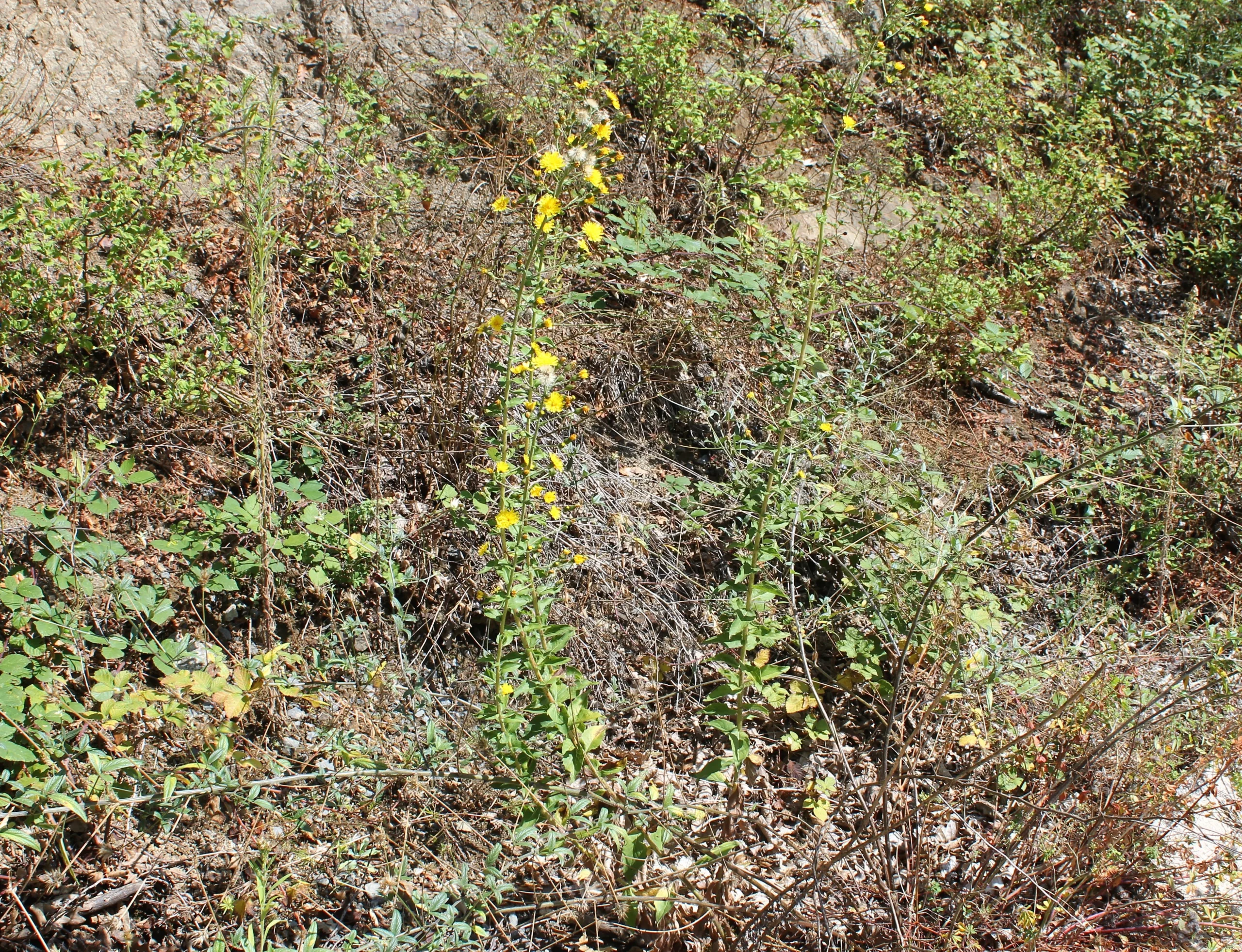 Hieracium racemosum