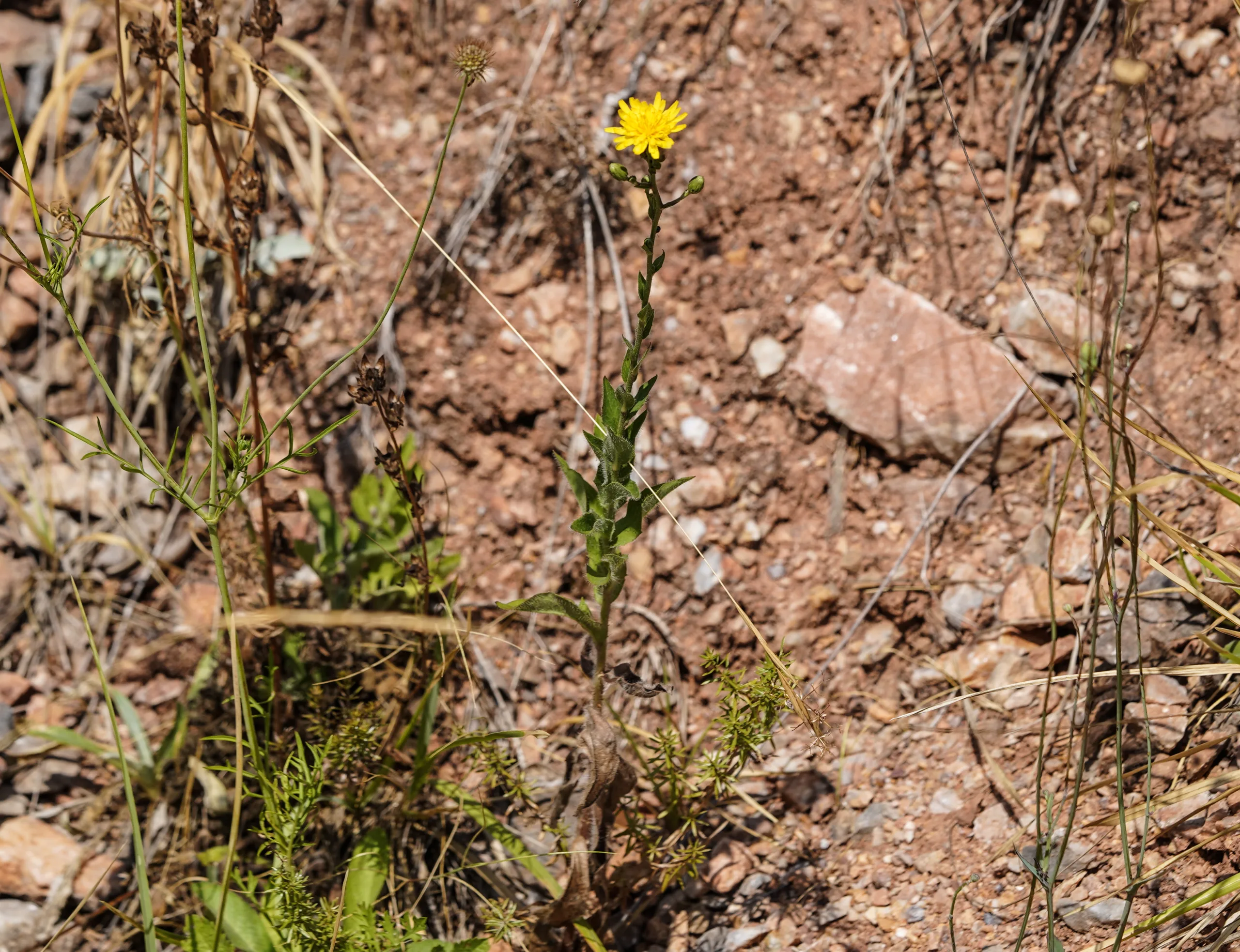 Hieracium racemosum