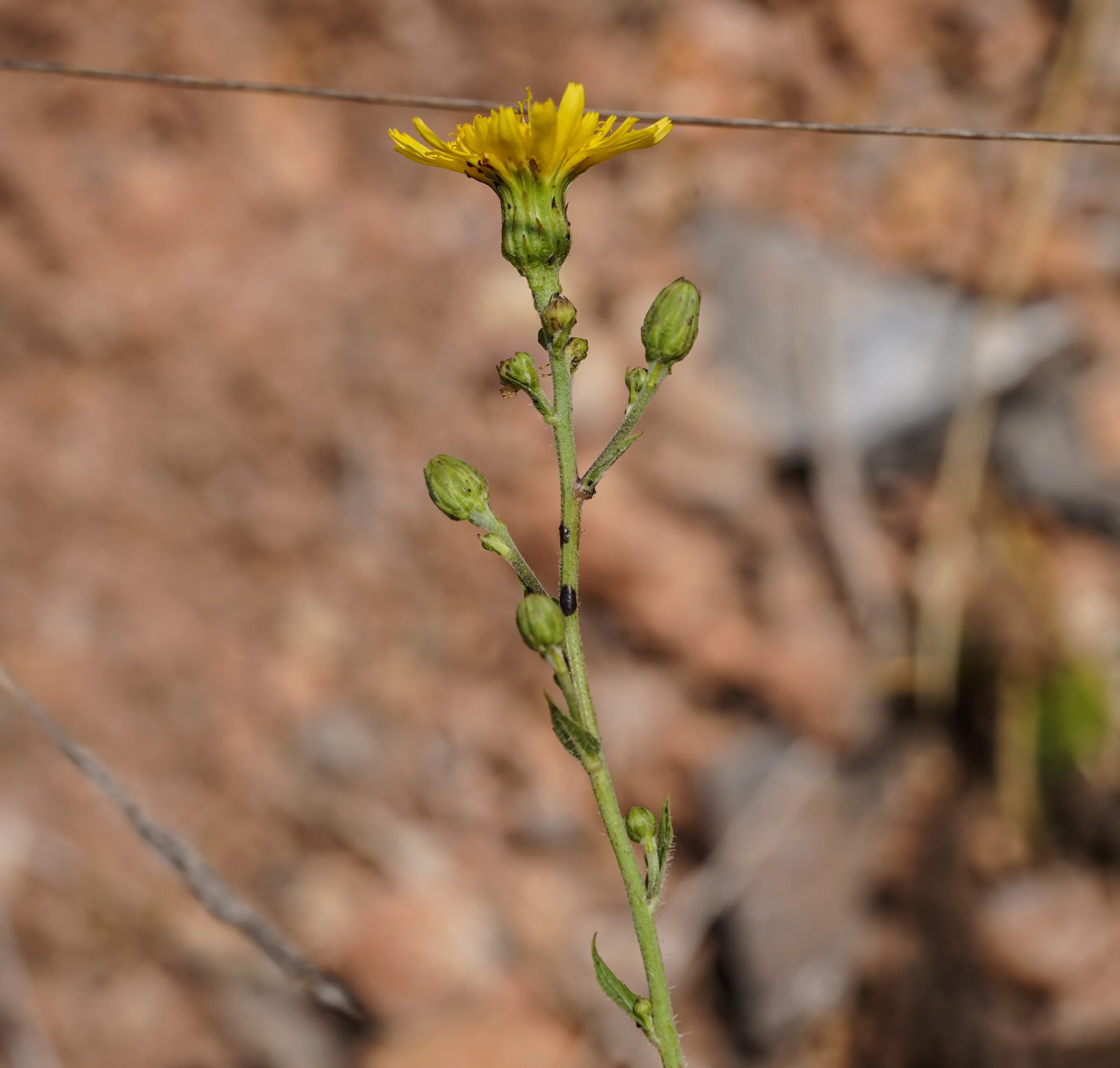 Hieracium racemosum