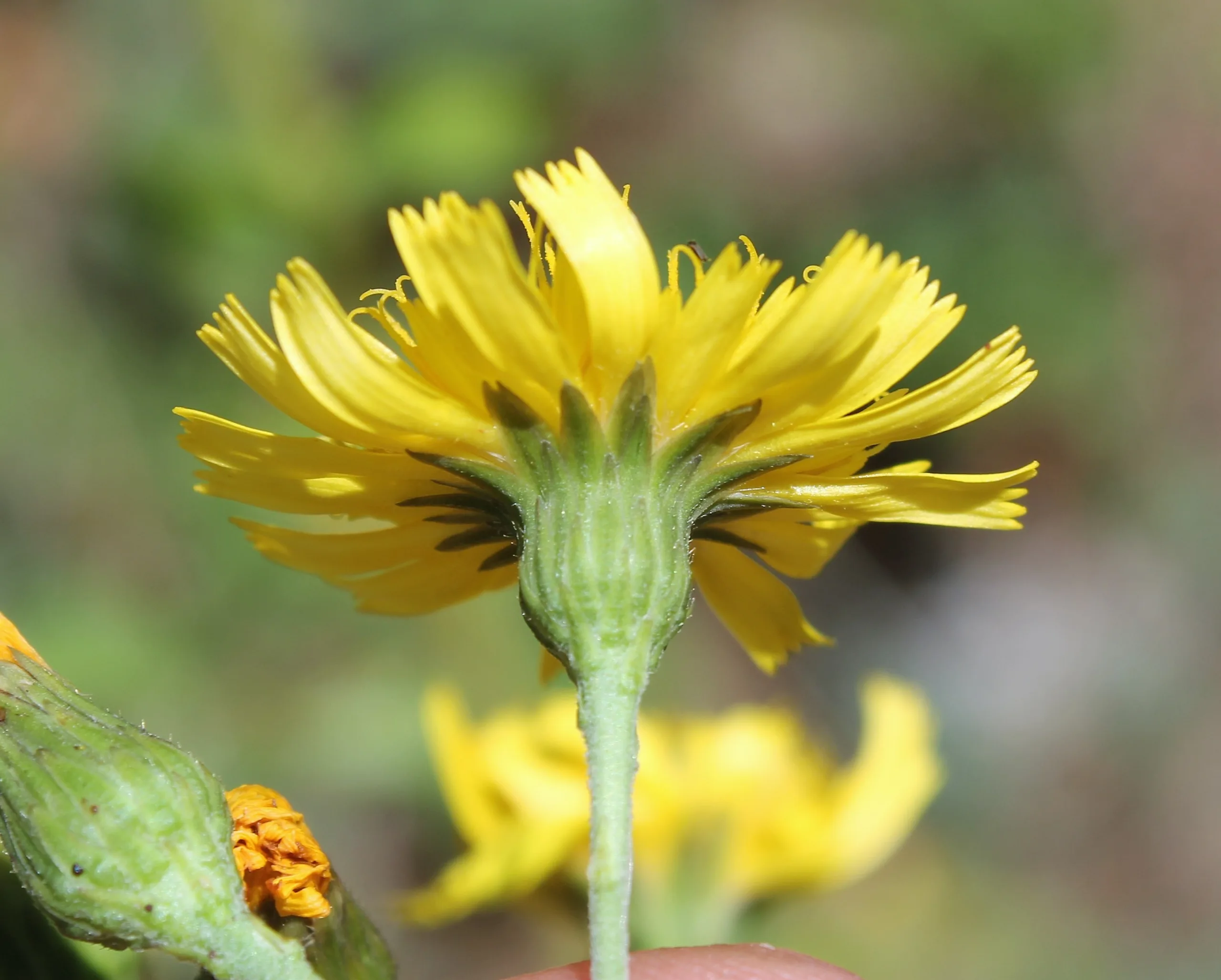 Hieracium racemosum