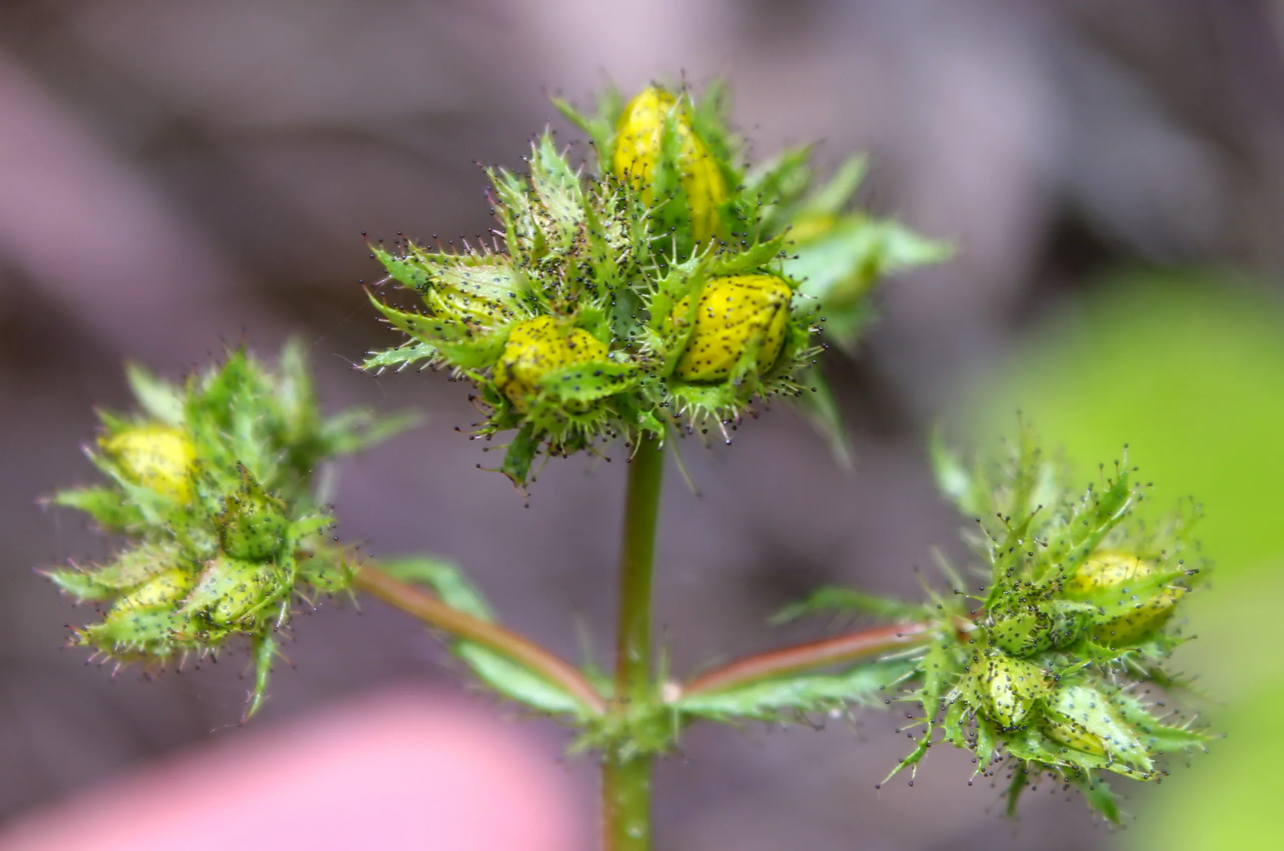 Hypericum bithynicum