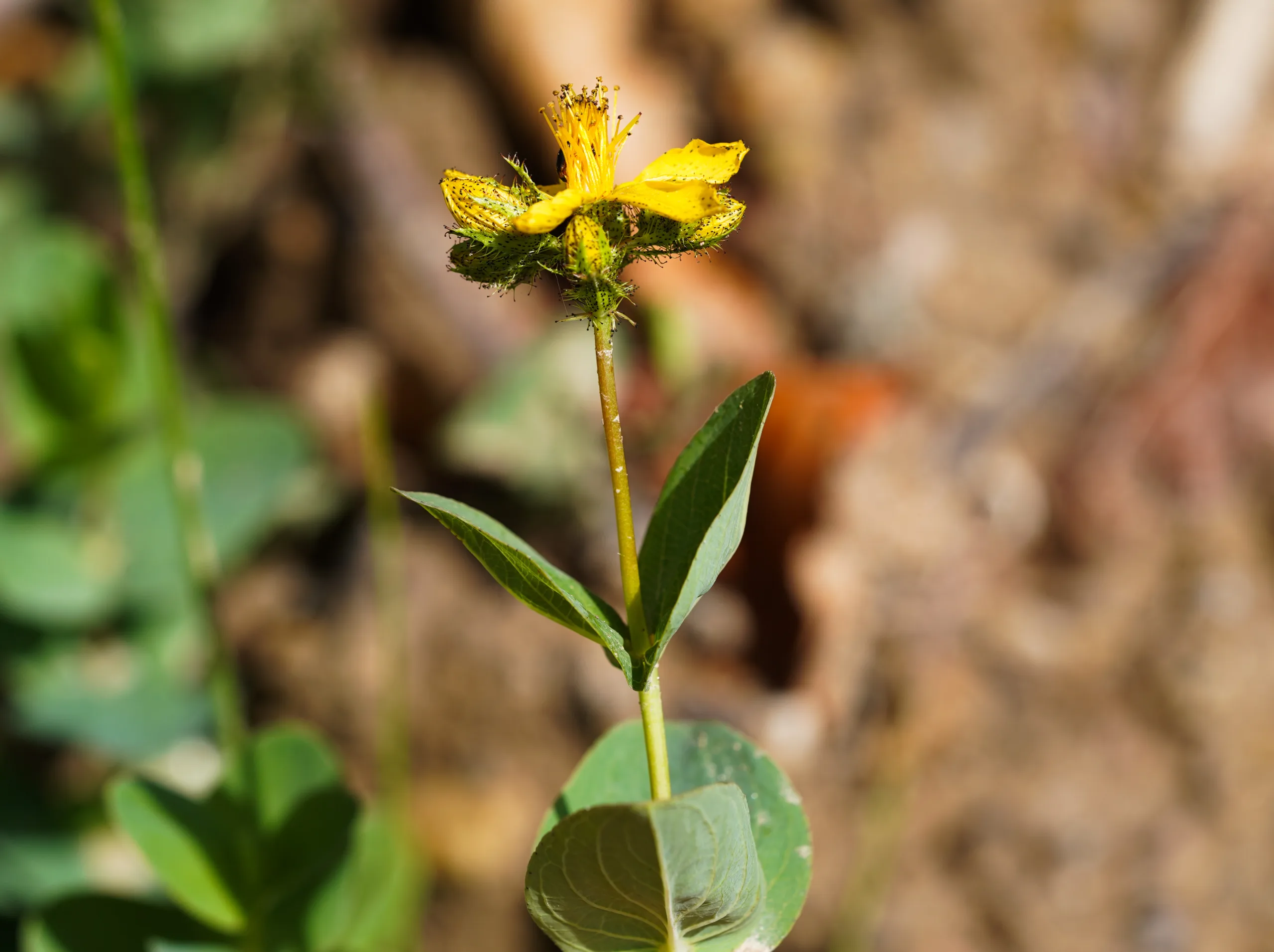 Hypericum bithynicum