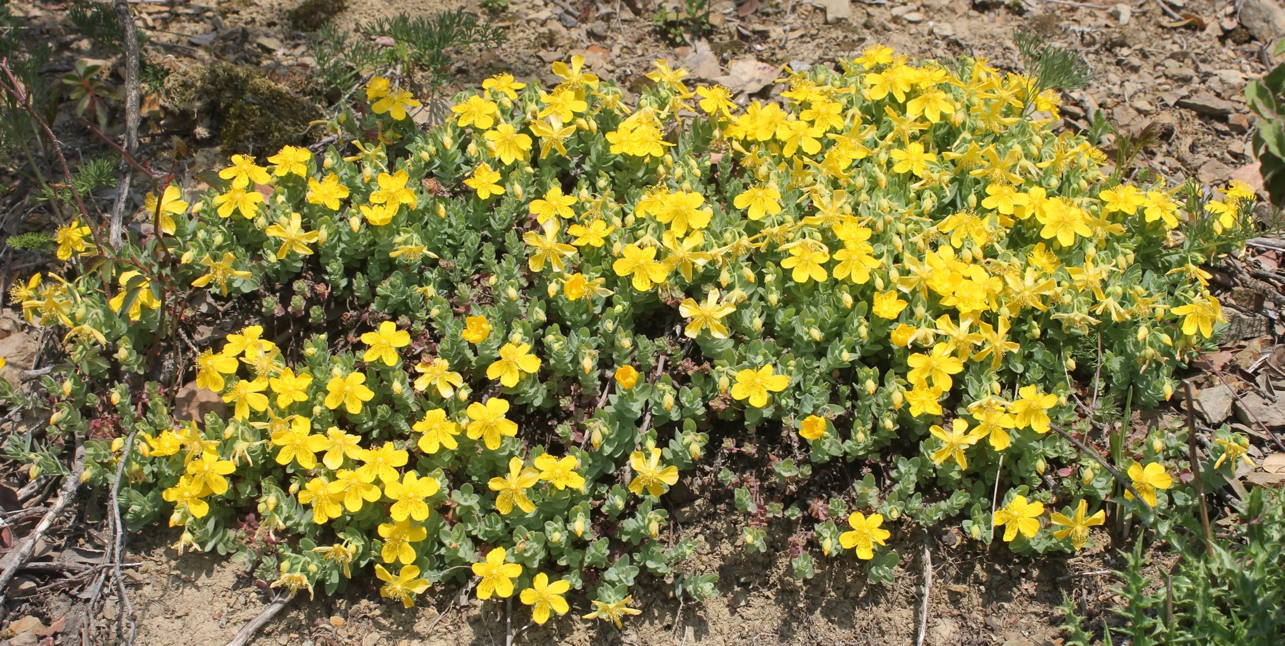 Hypericum cerastioides