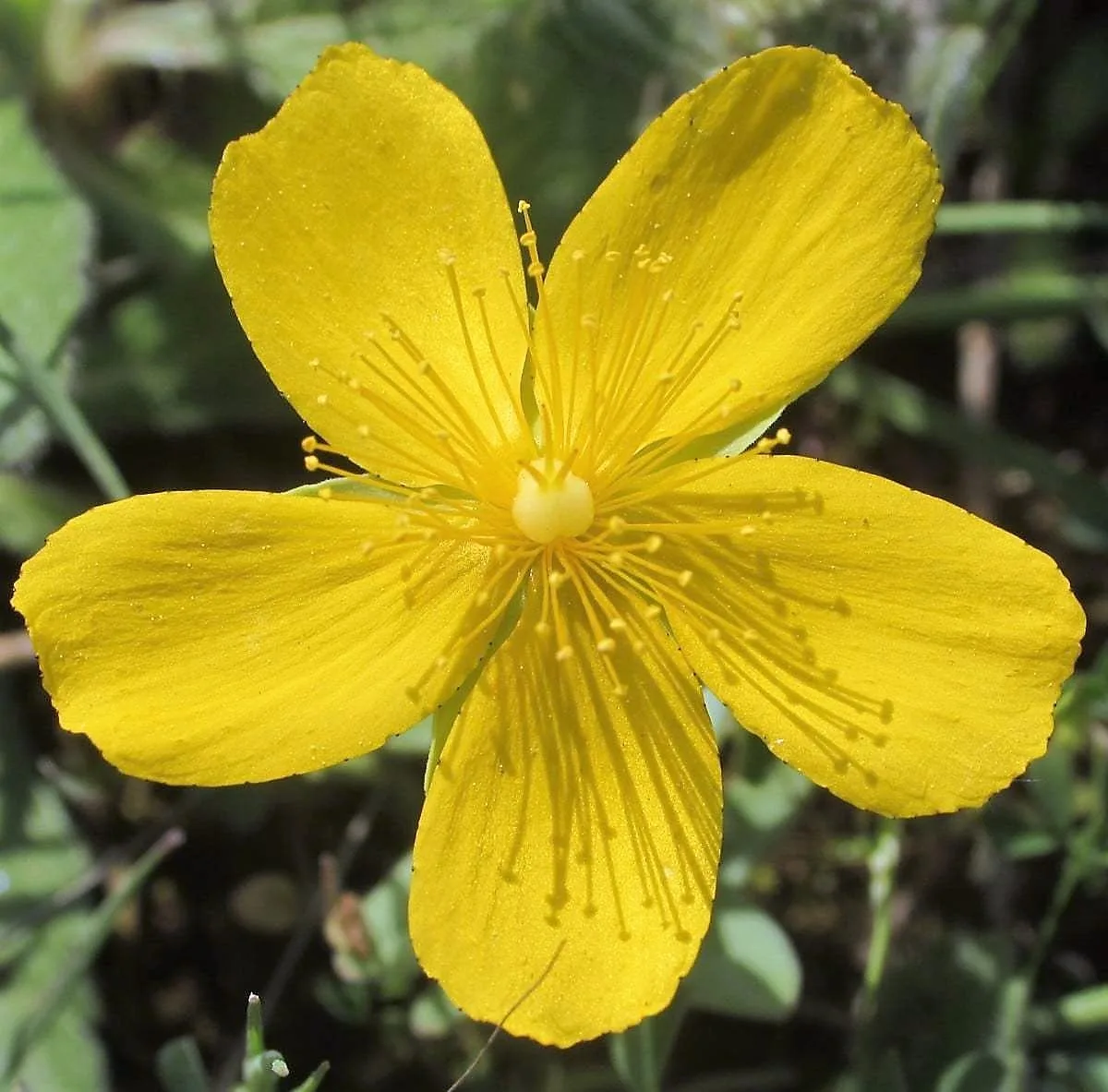 Hypericum cerastioides