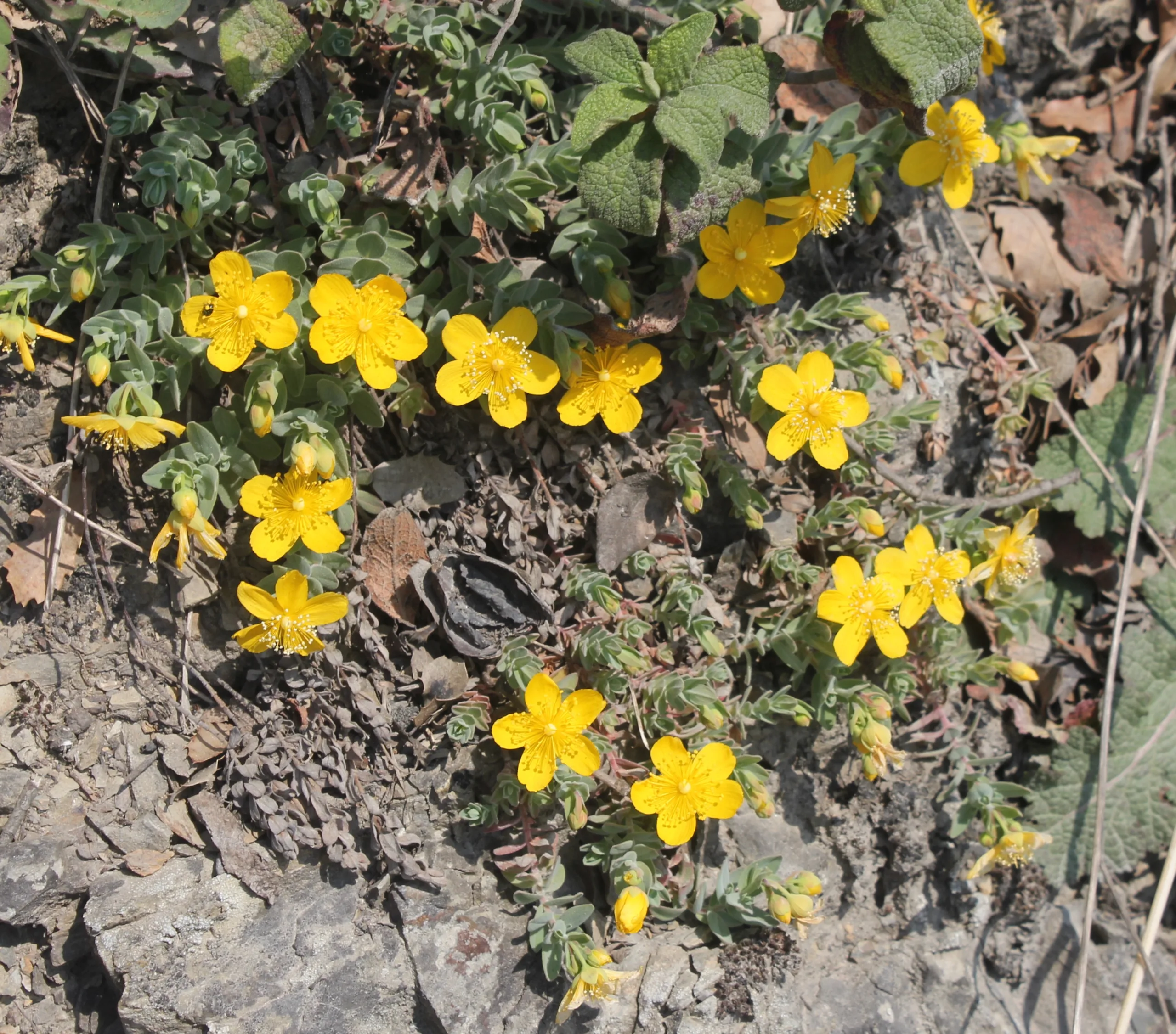Hypericum cerastioides