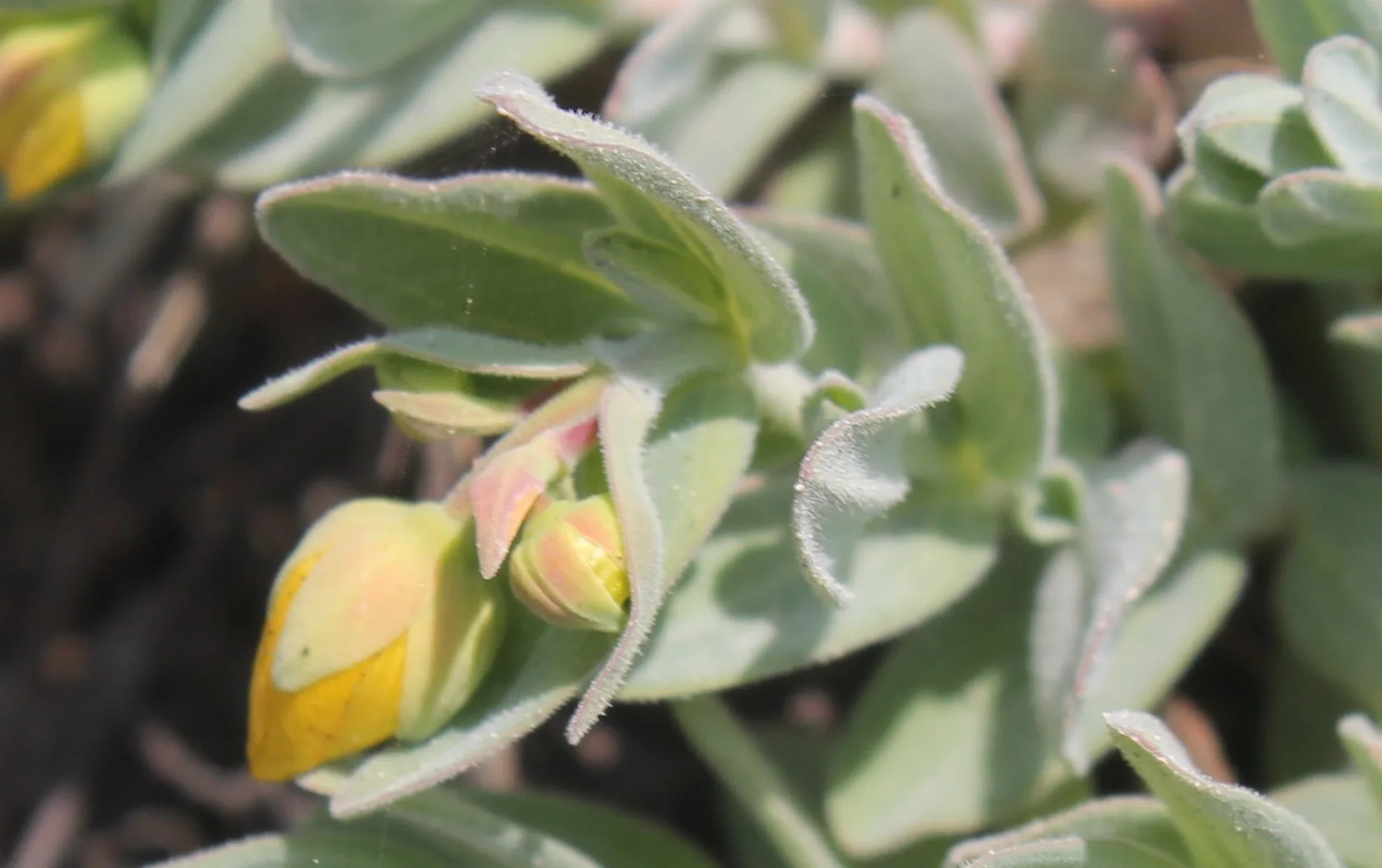 Hypericum cerastioides