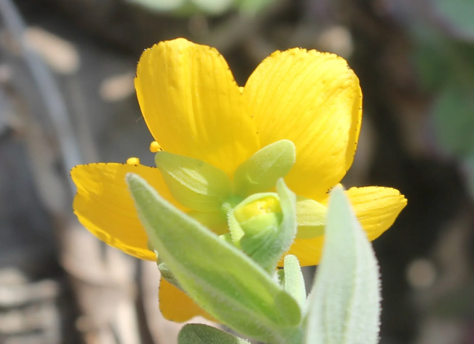 Hypericum cerastioides