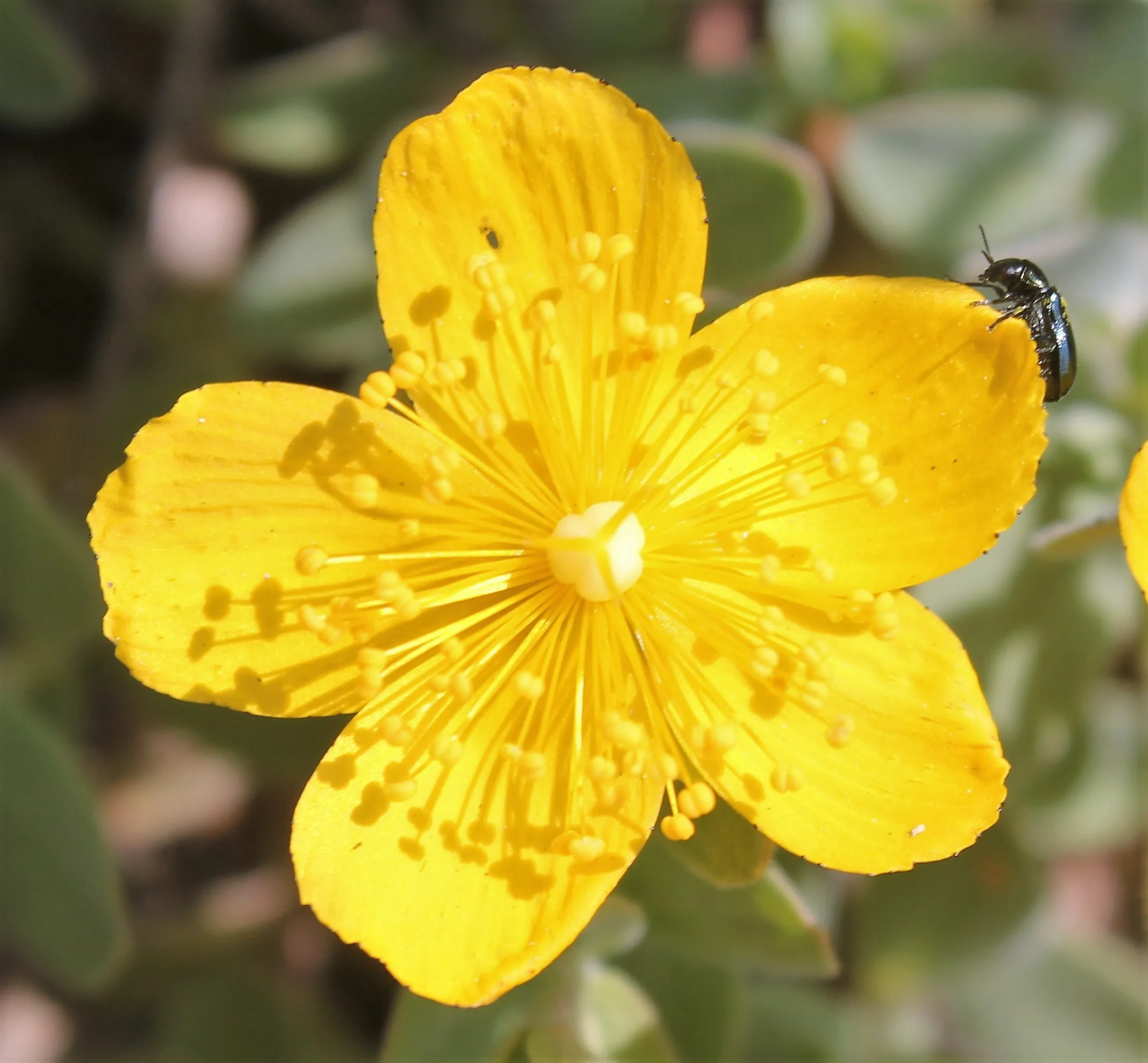 Hypericum cerastioides