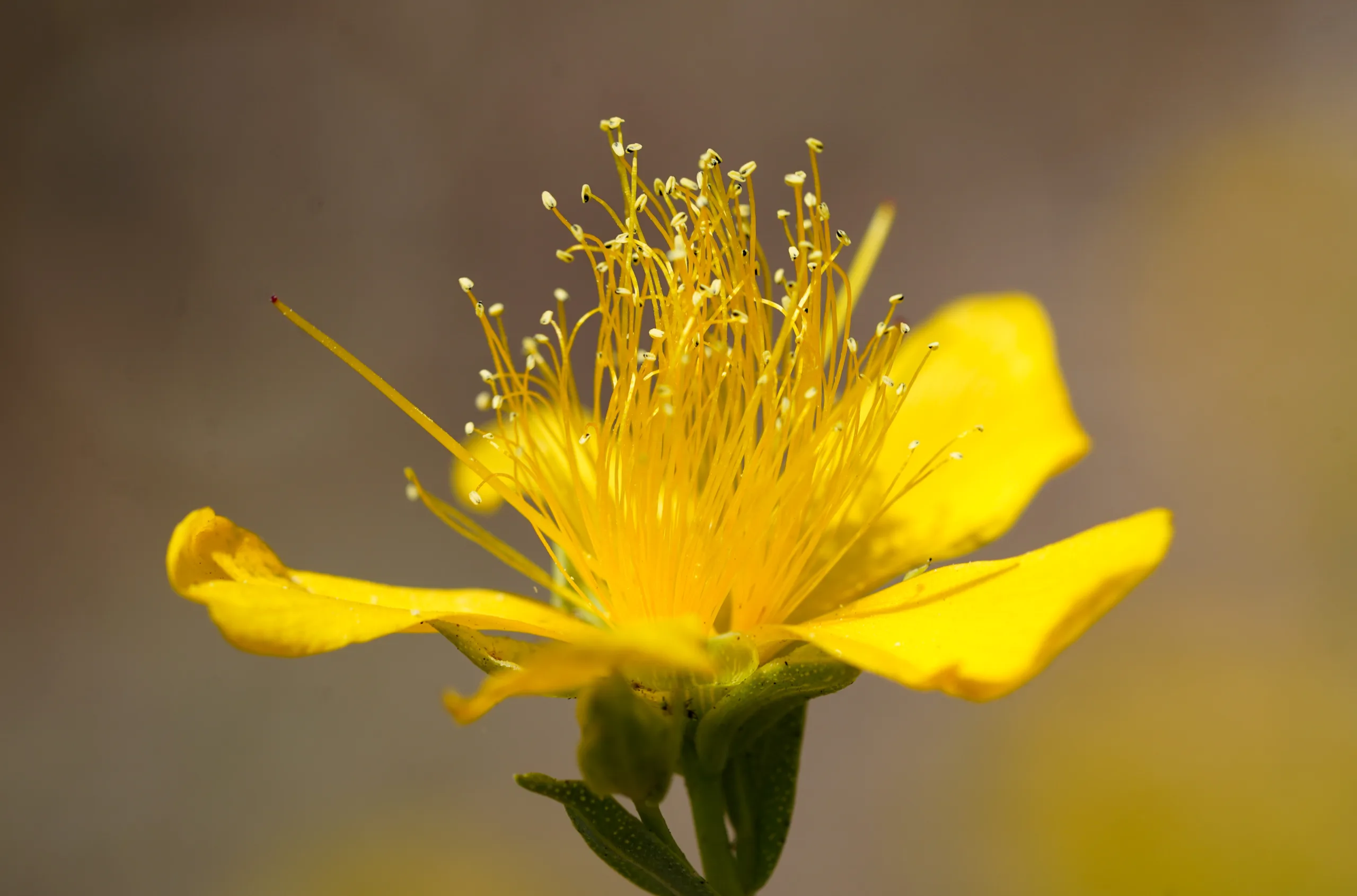 Hypericum olympicum