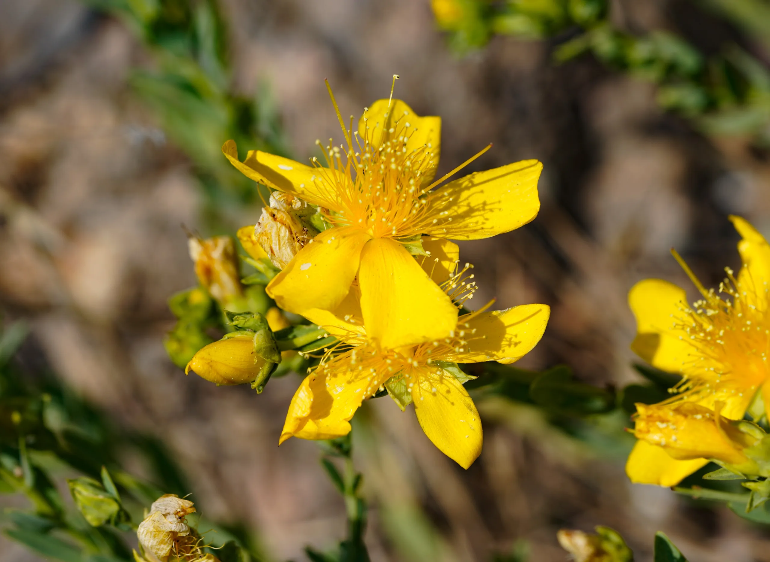 Hypericum olympicum