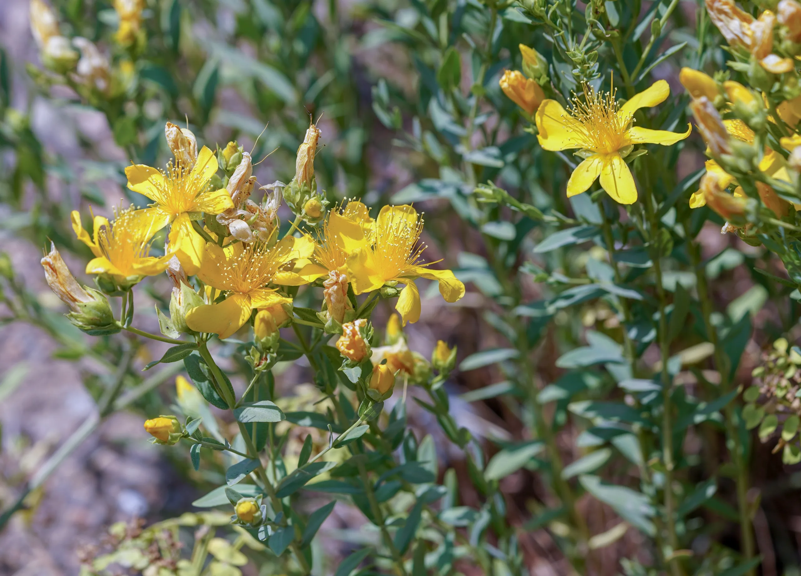 Hypericum olympicum