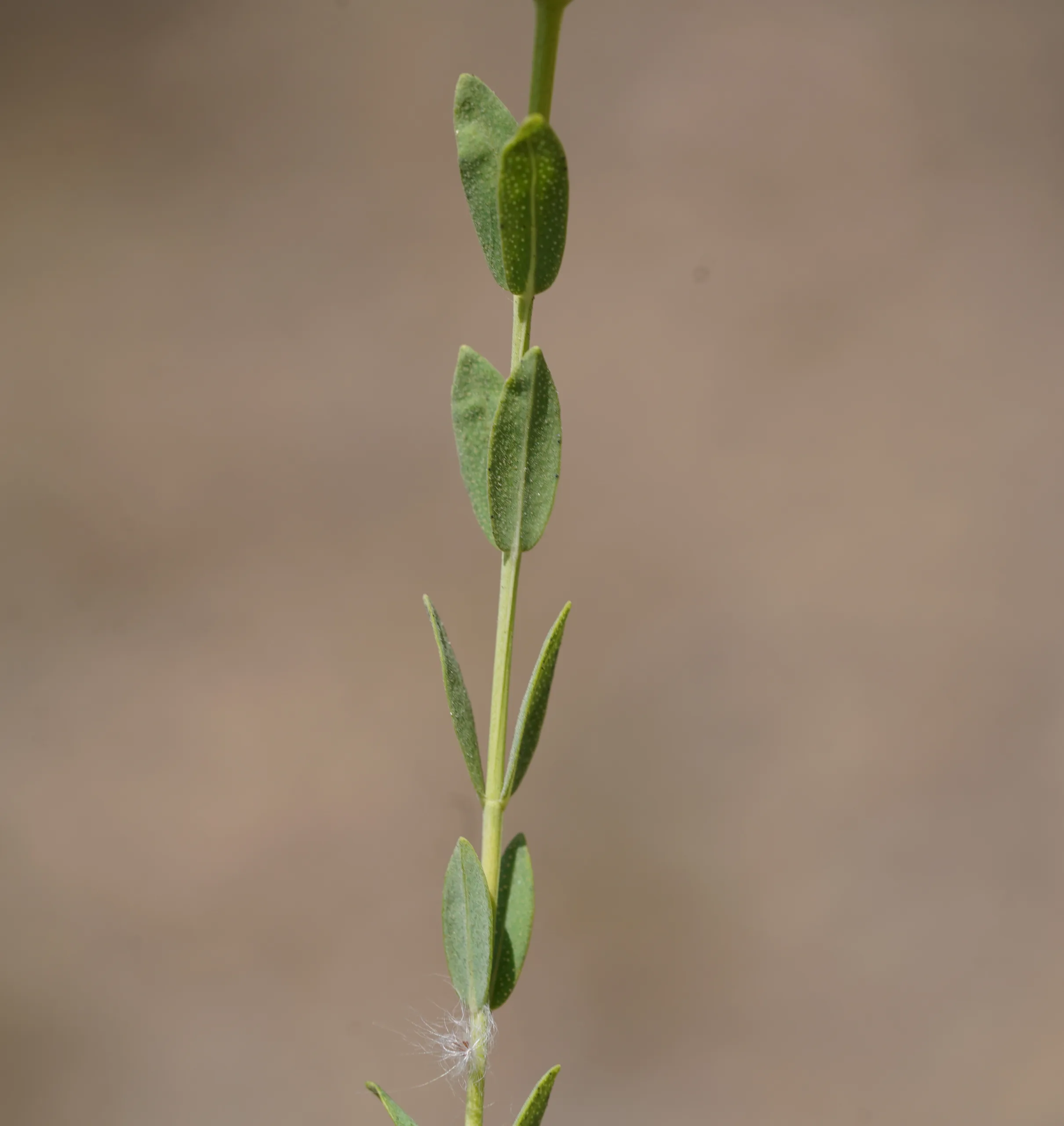 Hypericum olympicum