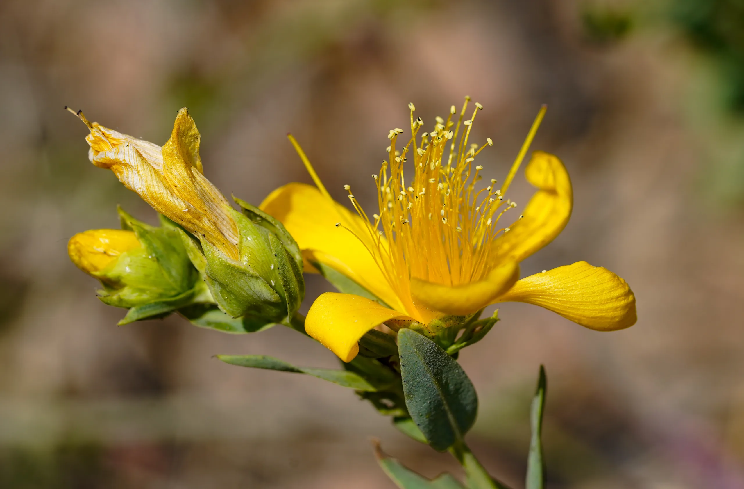 Hypericum olympicum