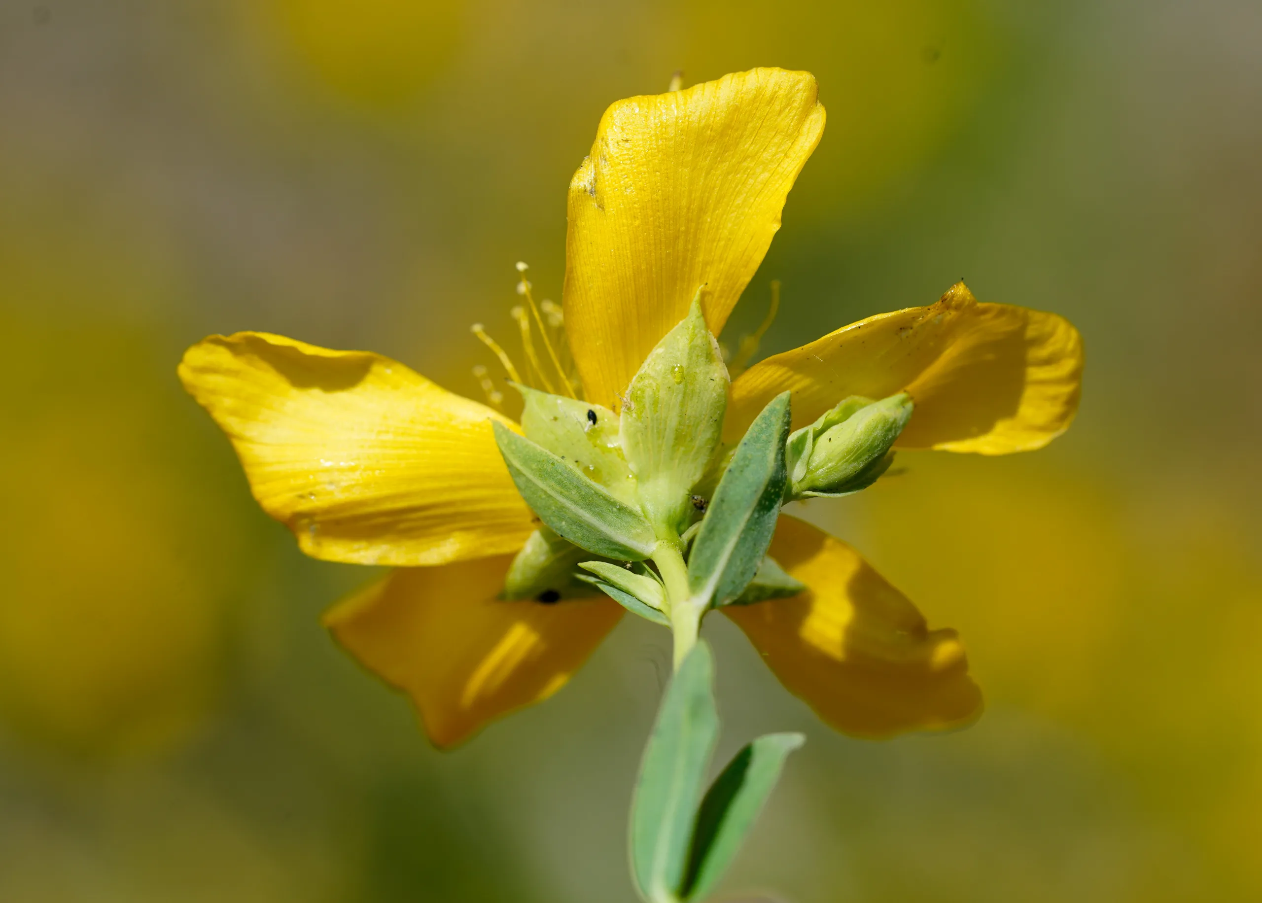 Hypericum olympicum