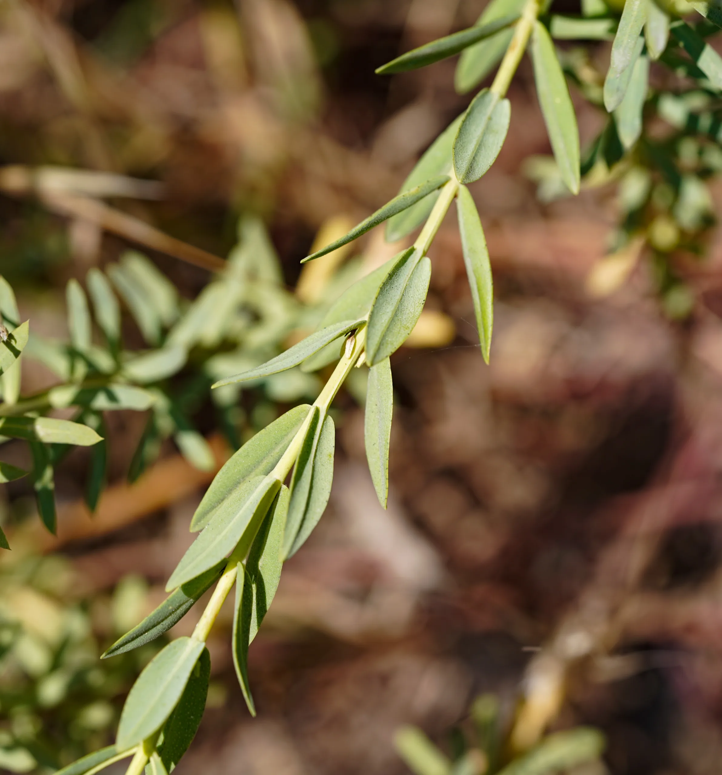 Hypericum olympicum
