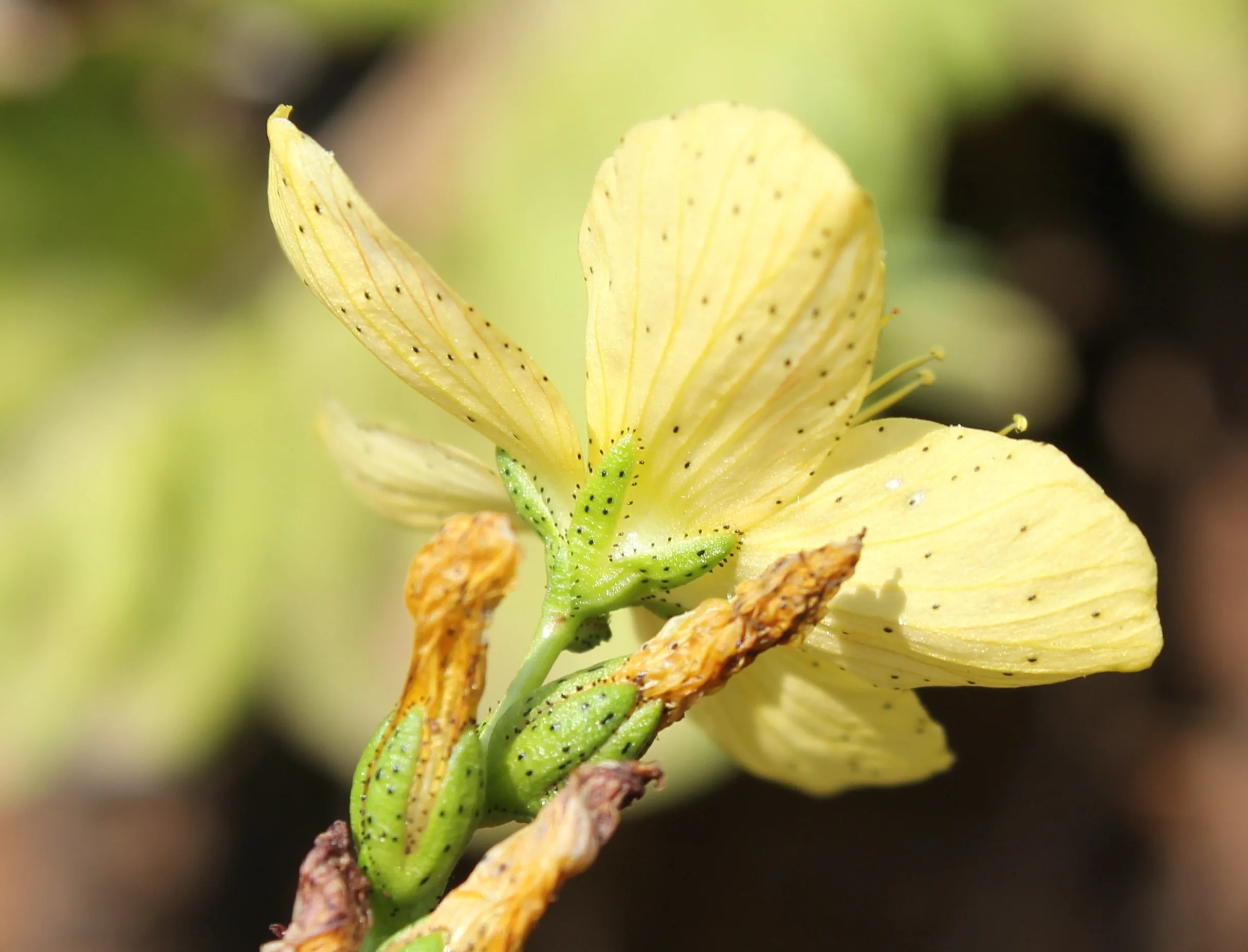 Hypericum origanifolium