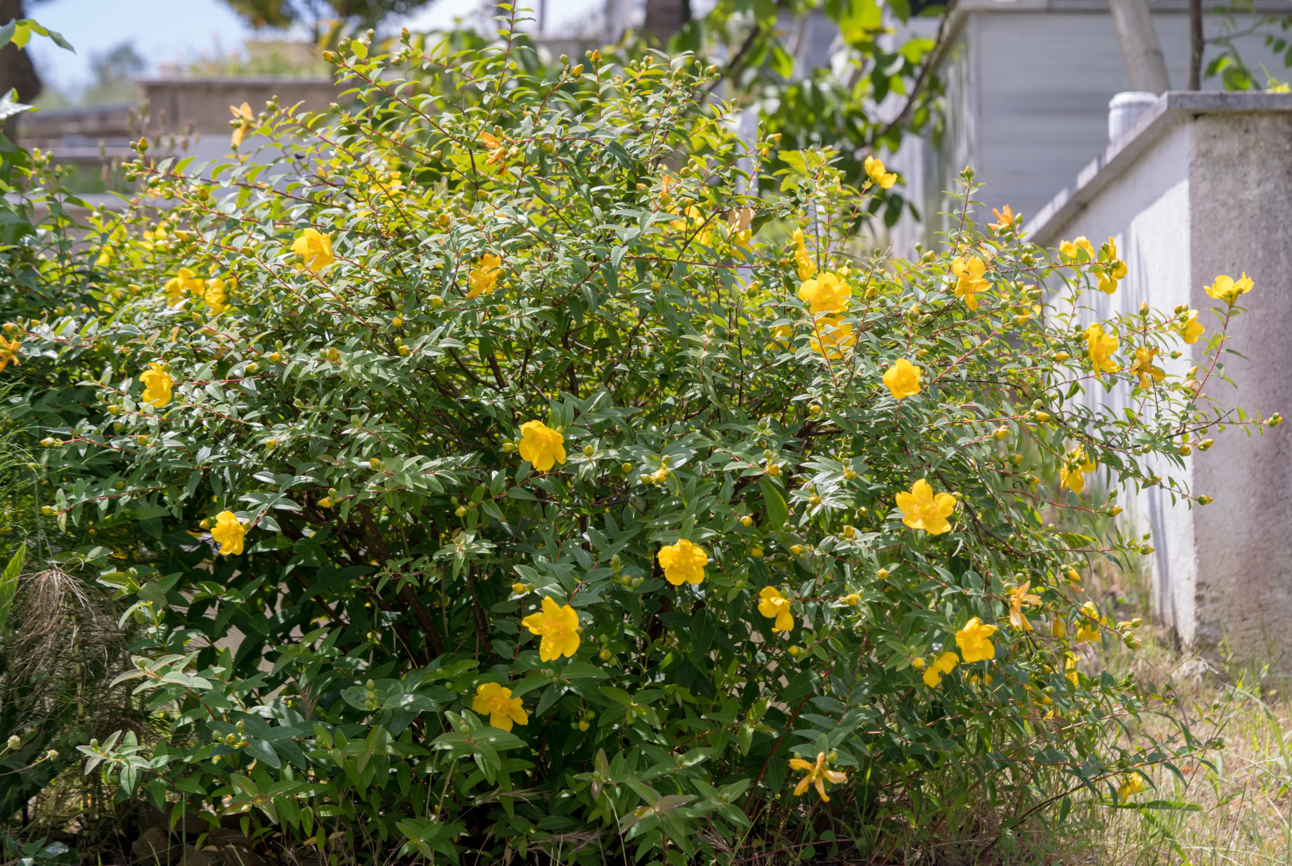 Hypericum patulum