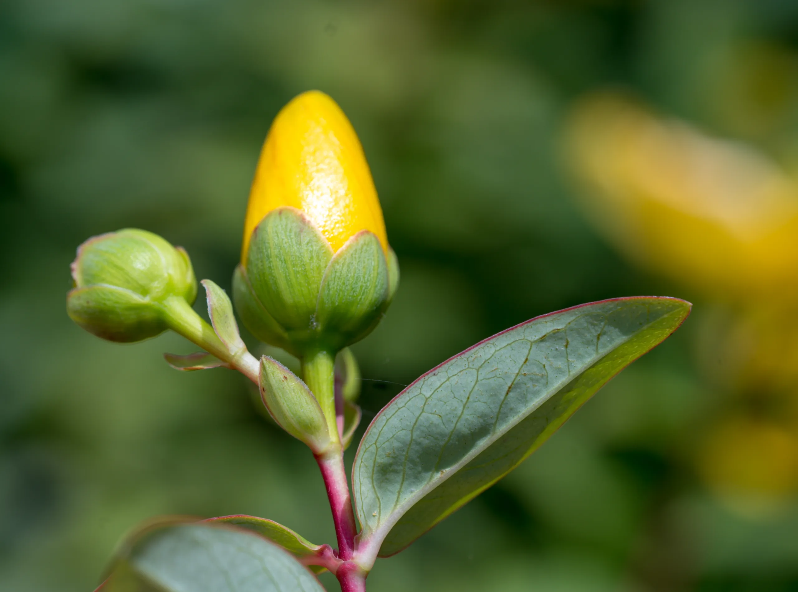 Hypericum patulum