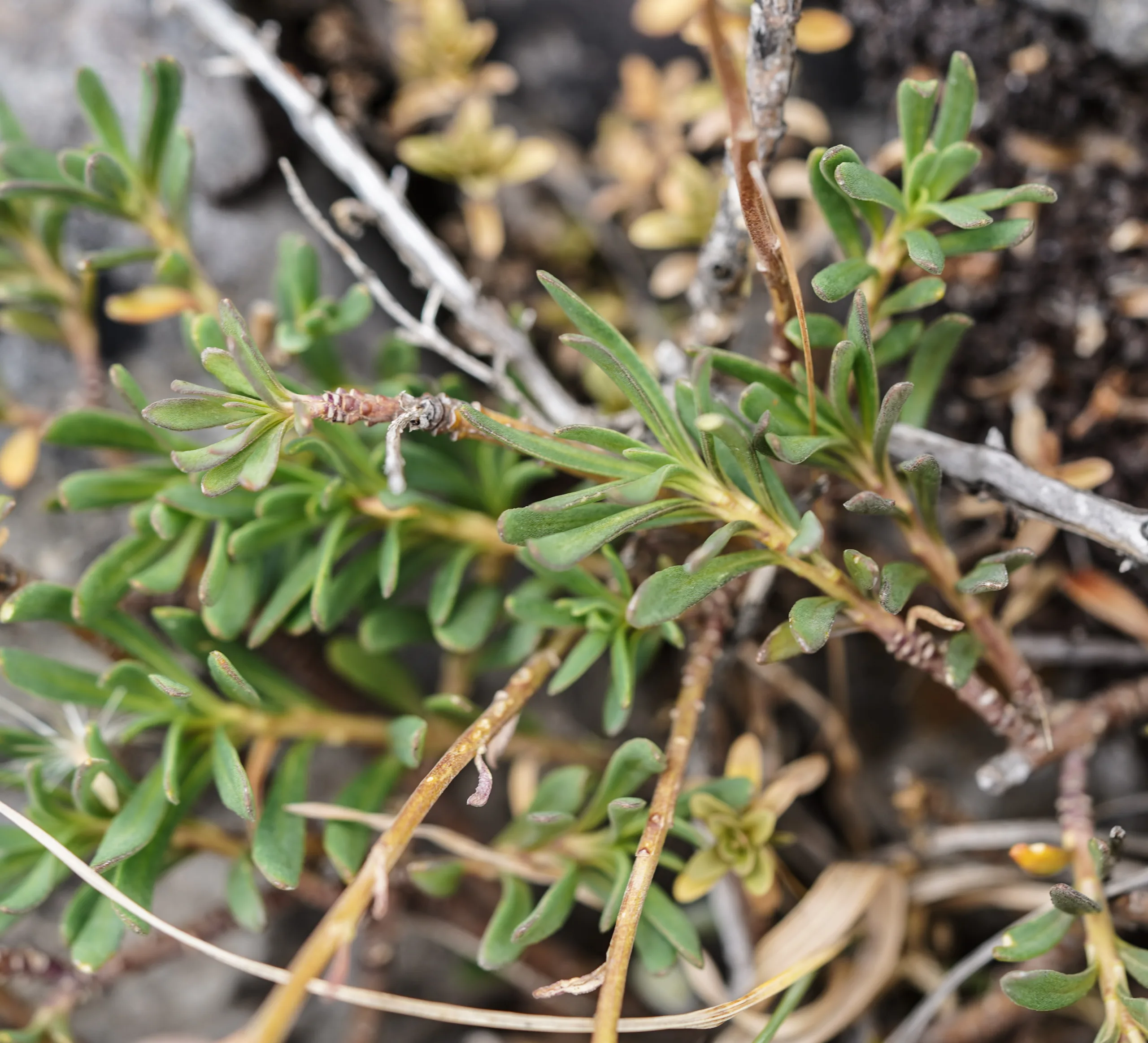 Iberis sempervirens