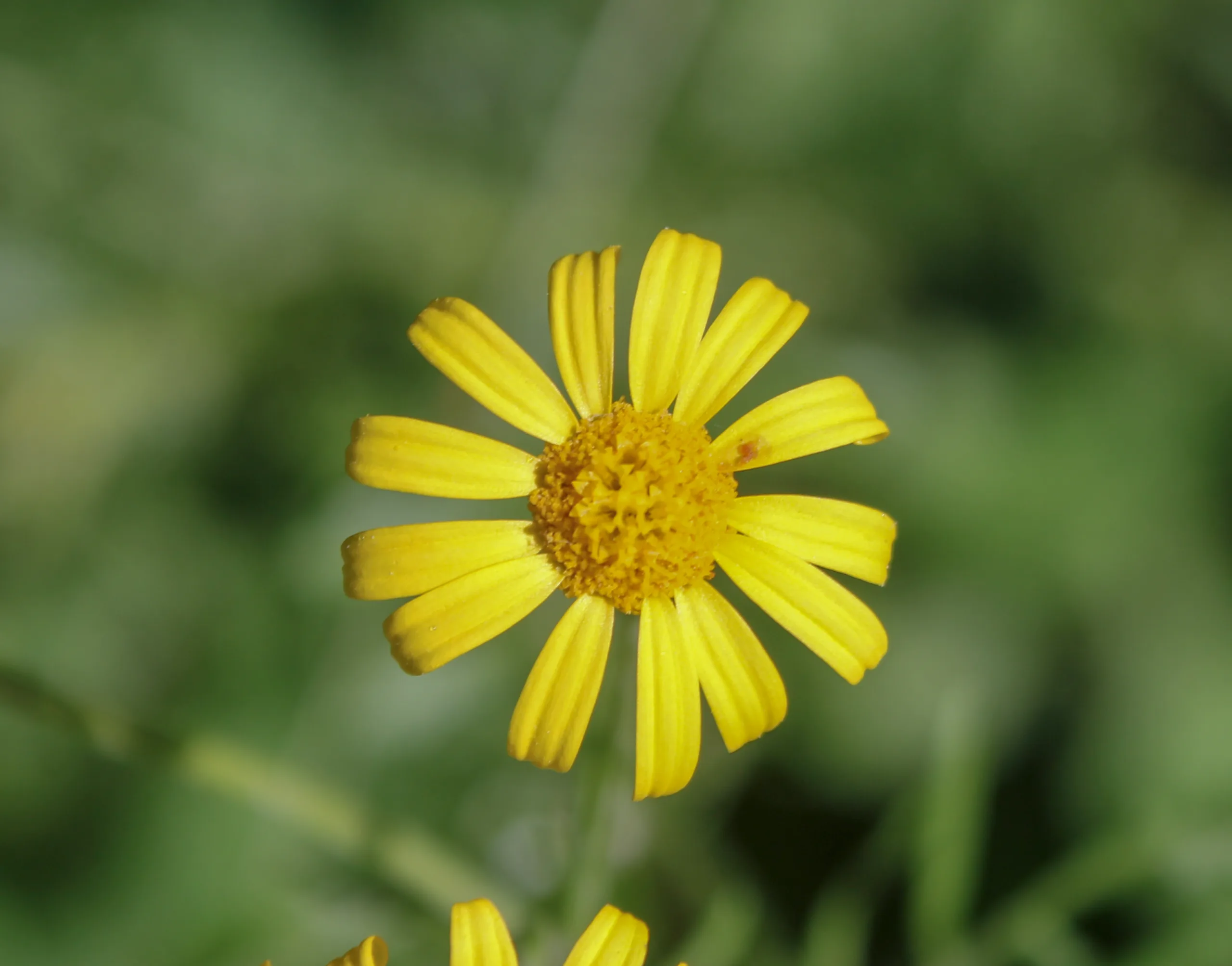 Jacobaea (Kanaryaotu)