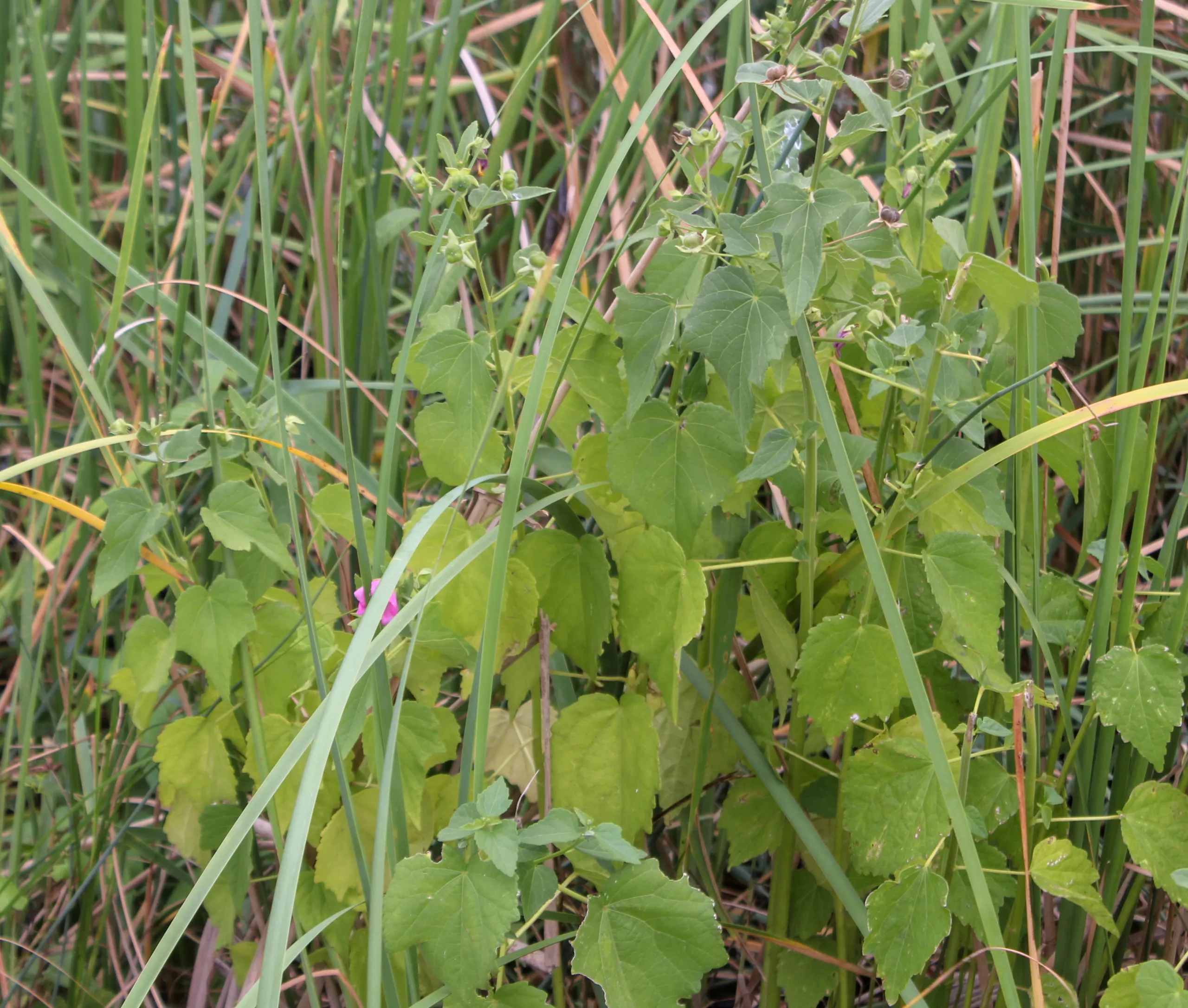 Kosteletzkya pentacarpos