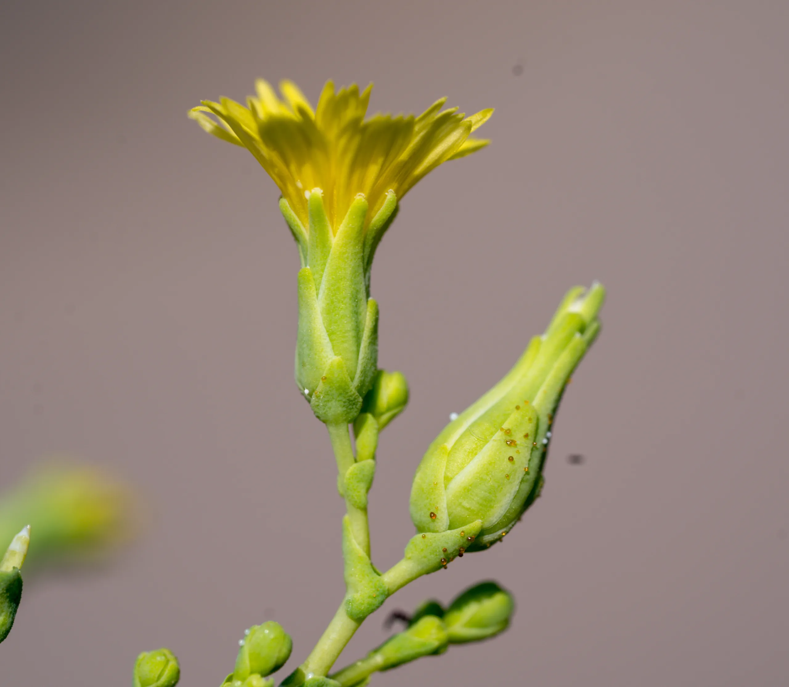 Lactuca sativa
