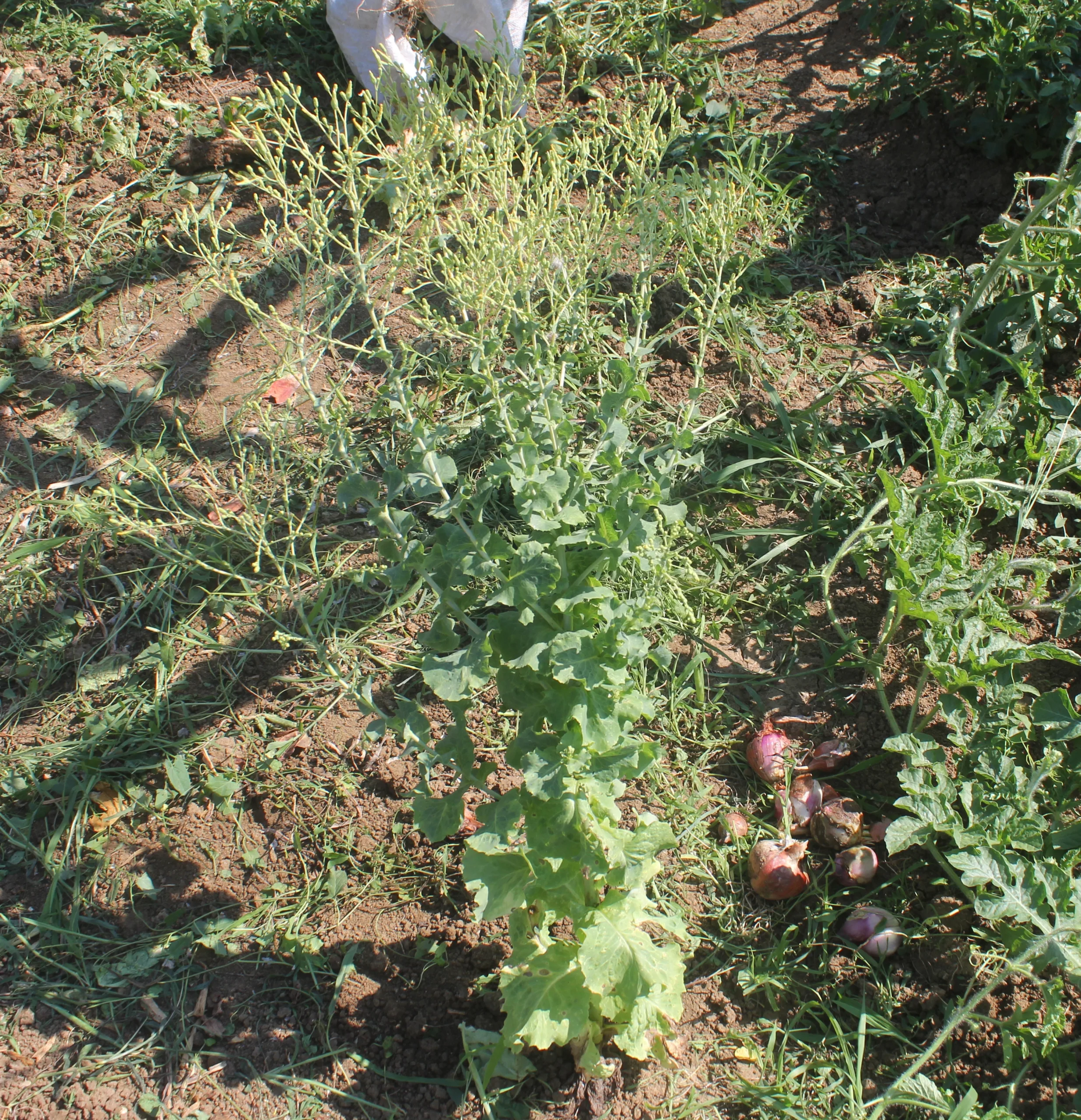 Lactuca sativa