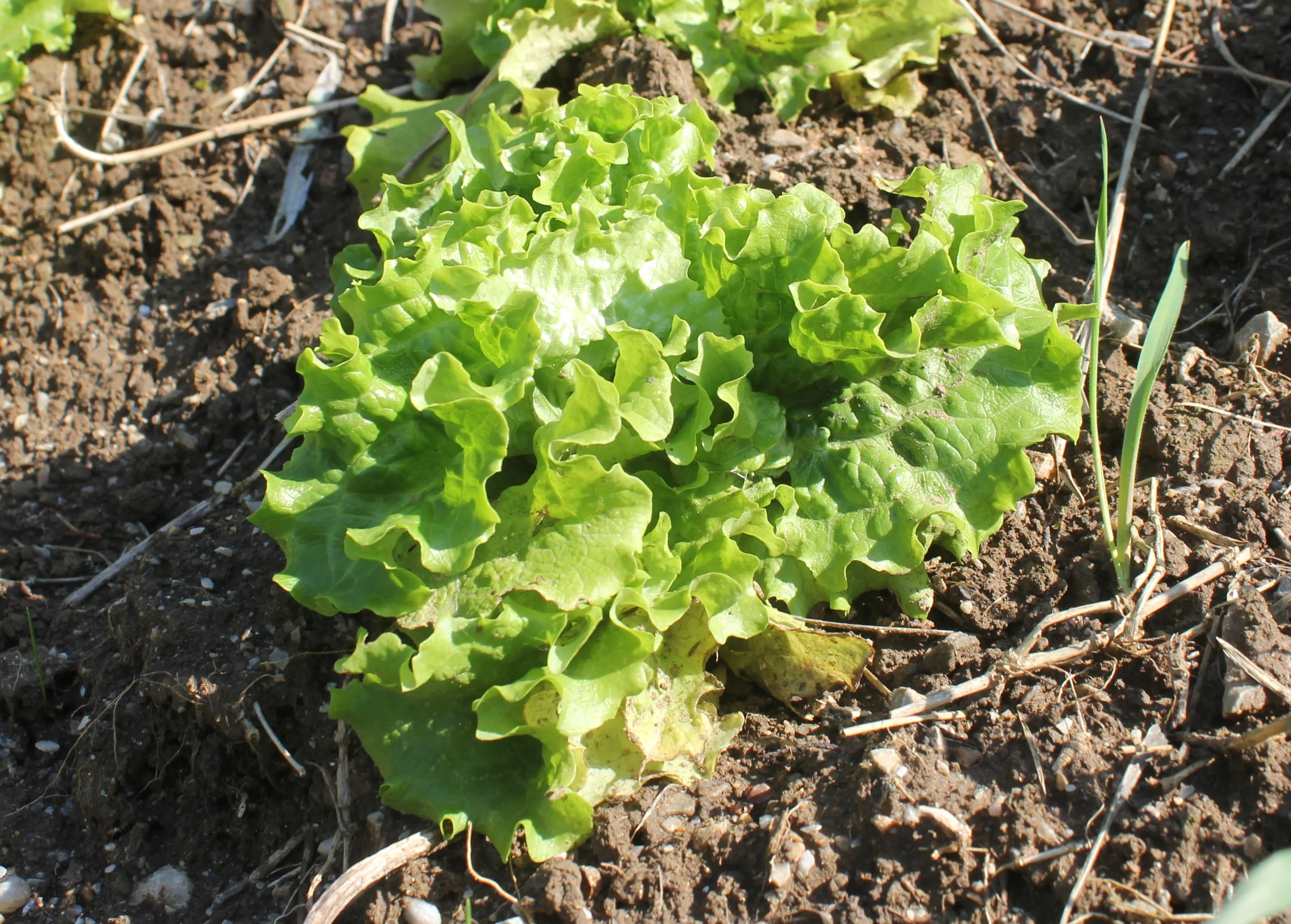 Lactuca sativa