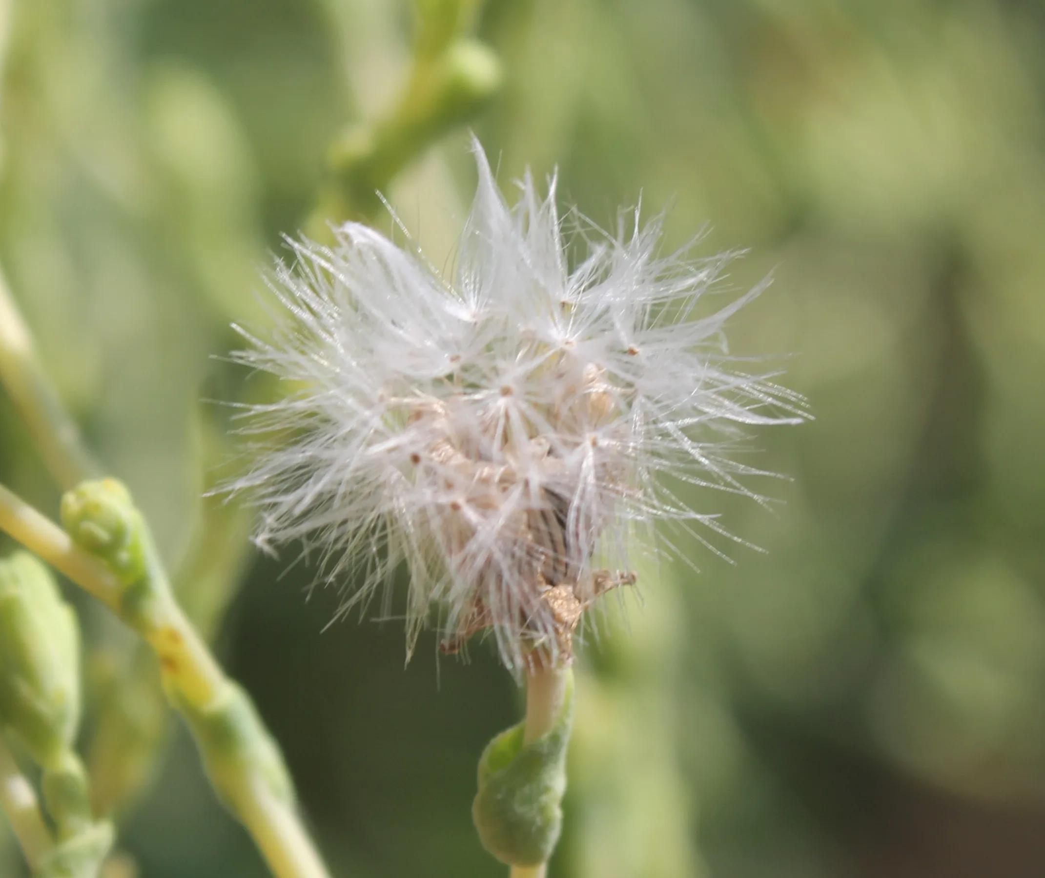 Lactuca sativa