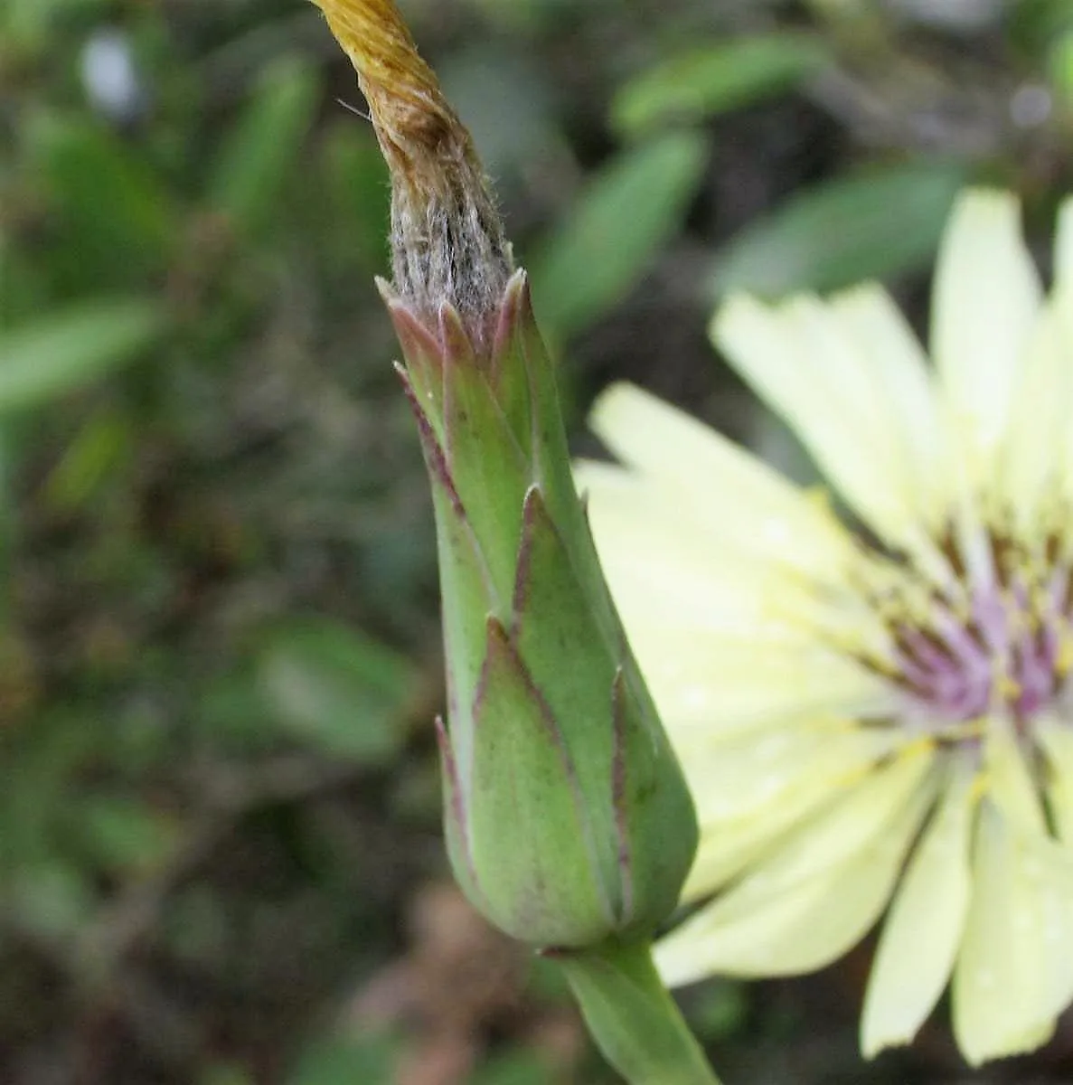Lactuca tuberosa