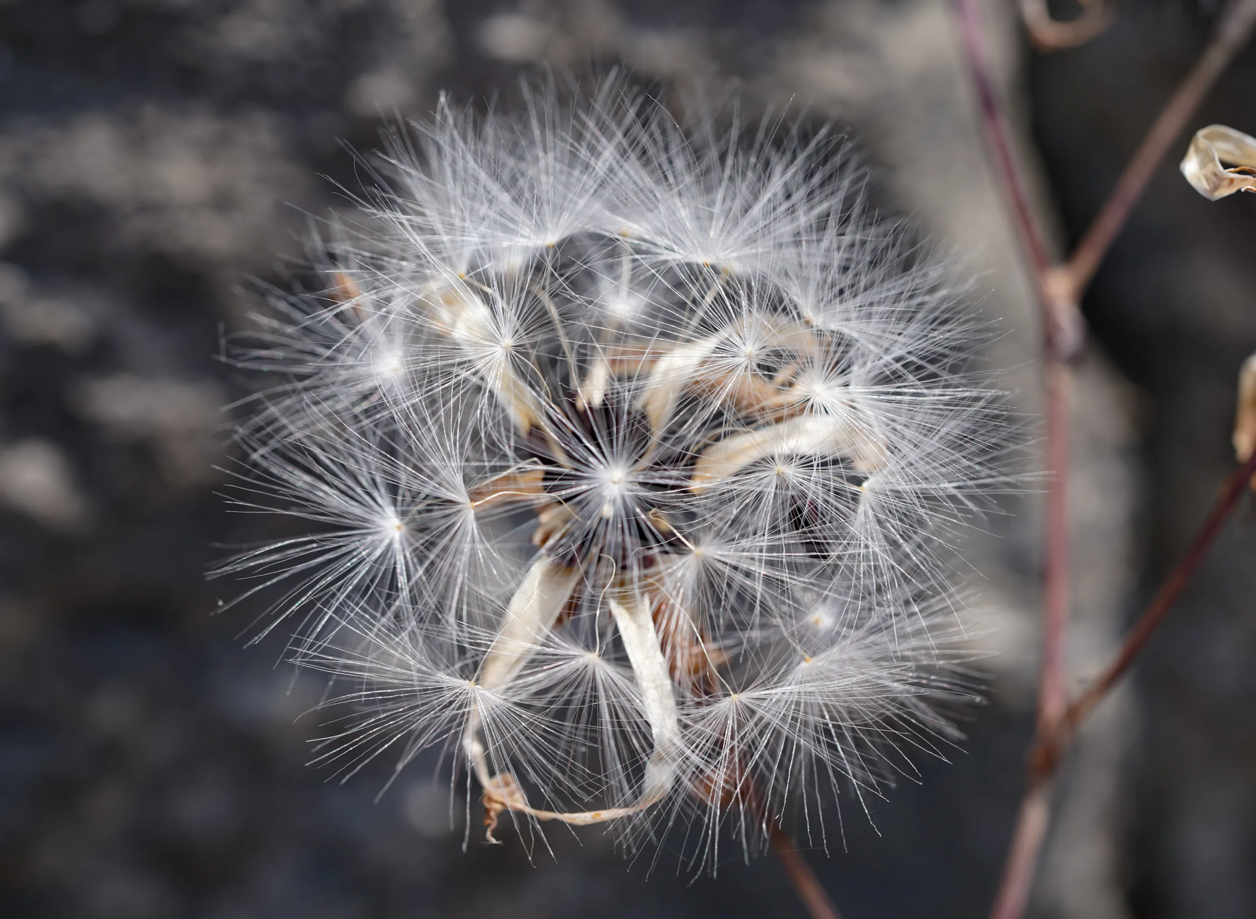 Lactuca tuberosa