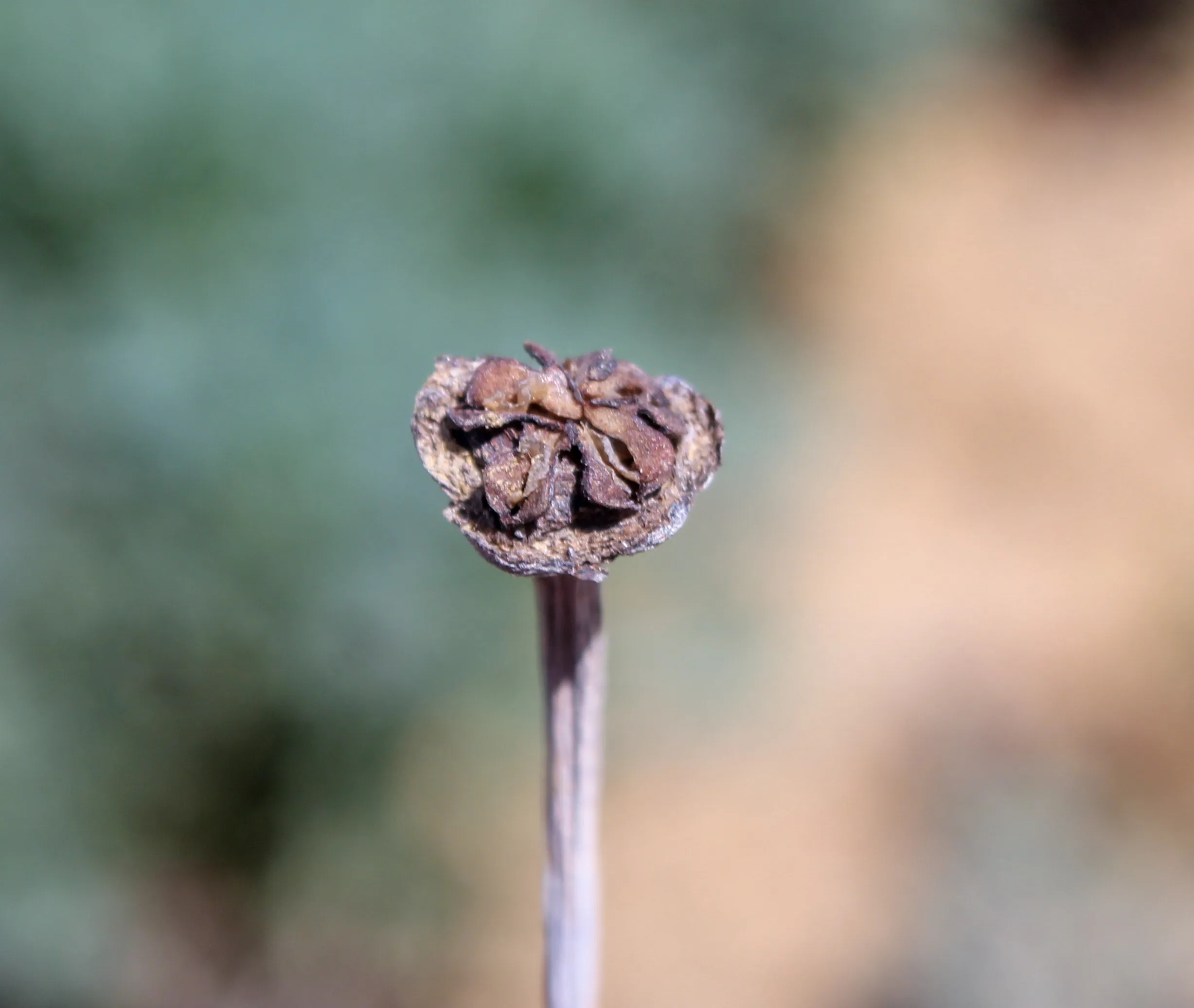 Lampranthus spectabilis