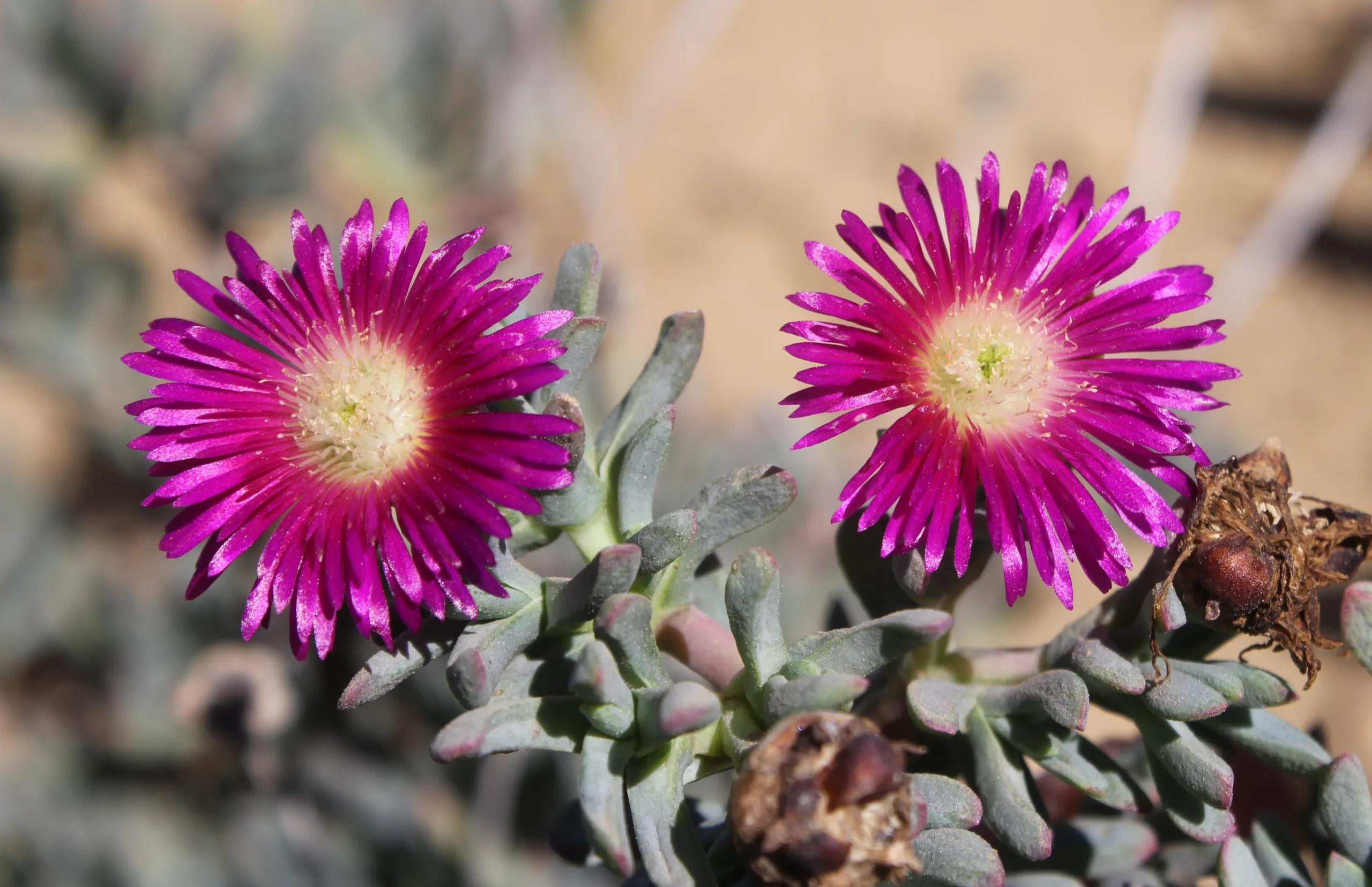 Lampranthus spectabilis