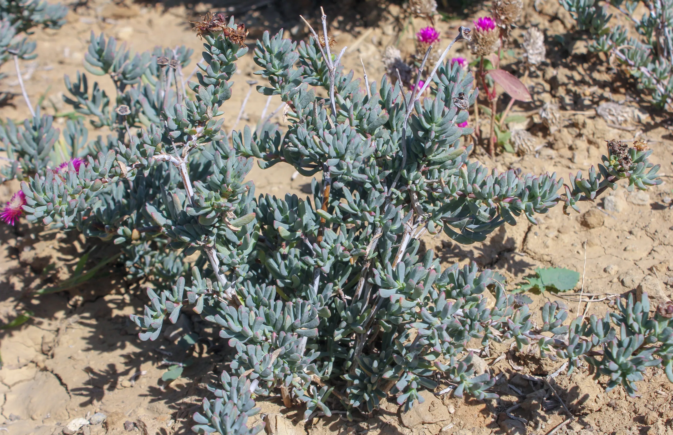 Lampranthus spectabilis