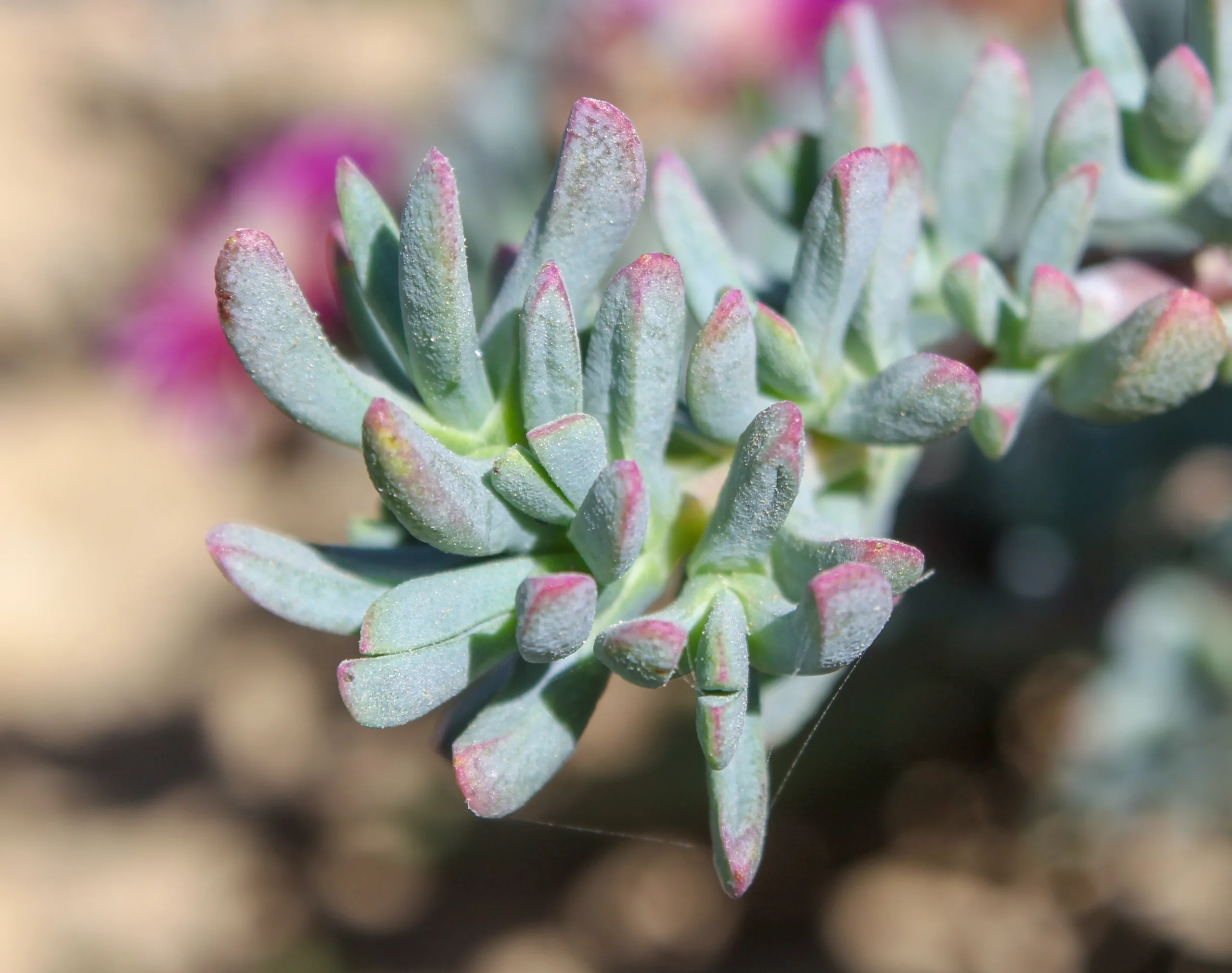 Lampranthus spectabilis