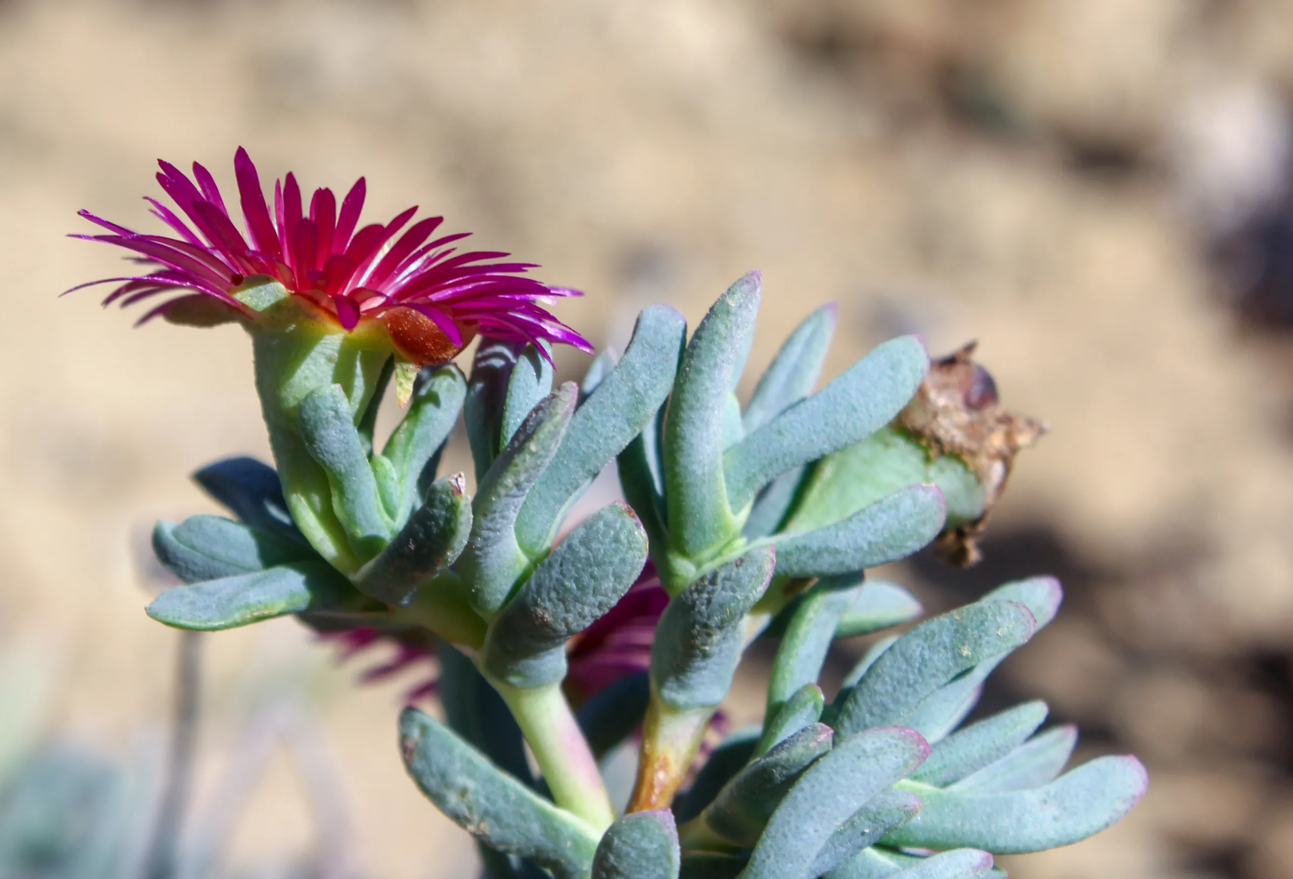 Lampranthus spectabilis