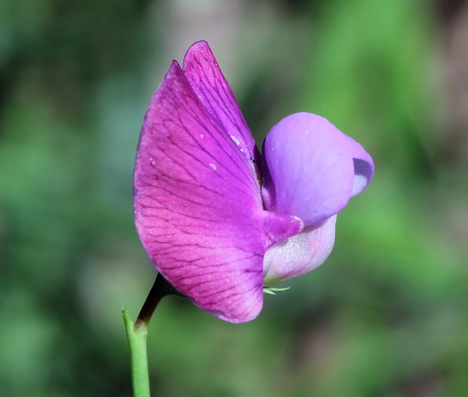 Lathyrus clymenum