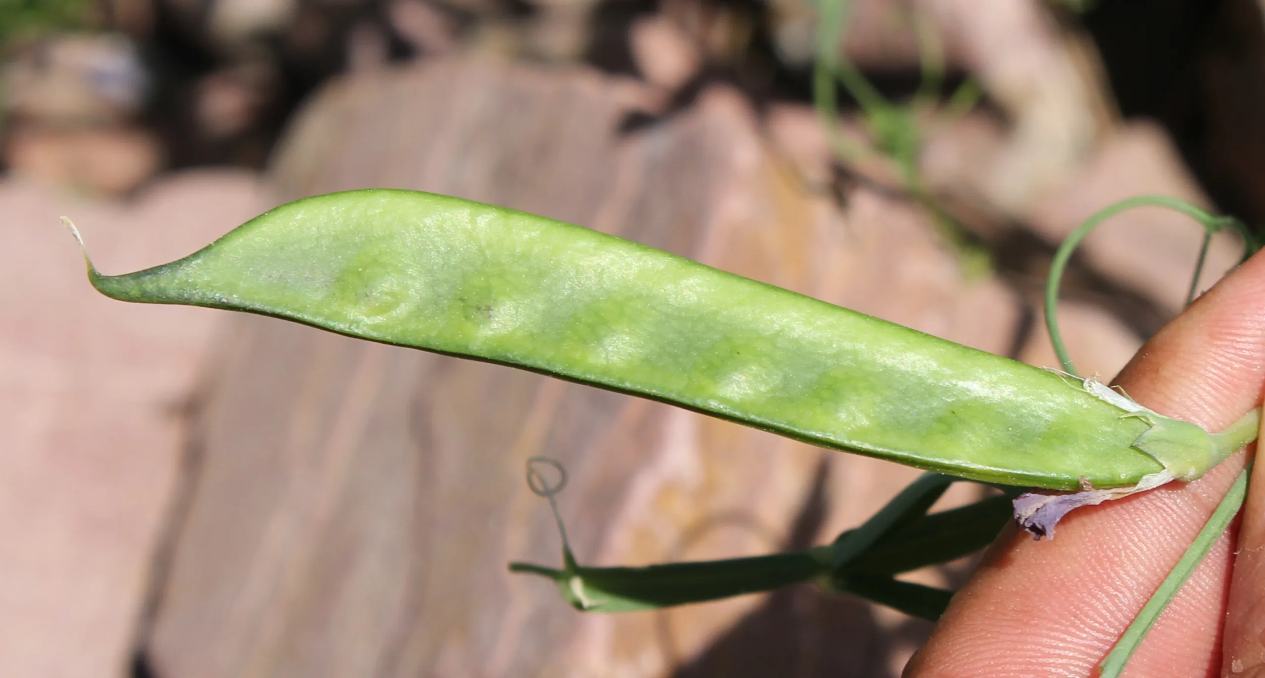 Lathyrus clymenum