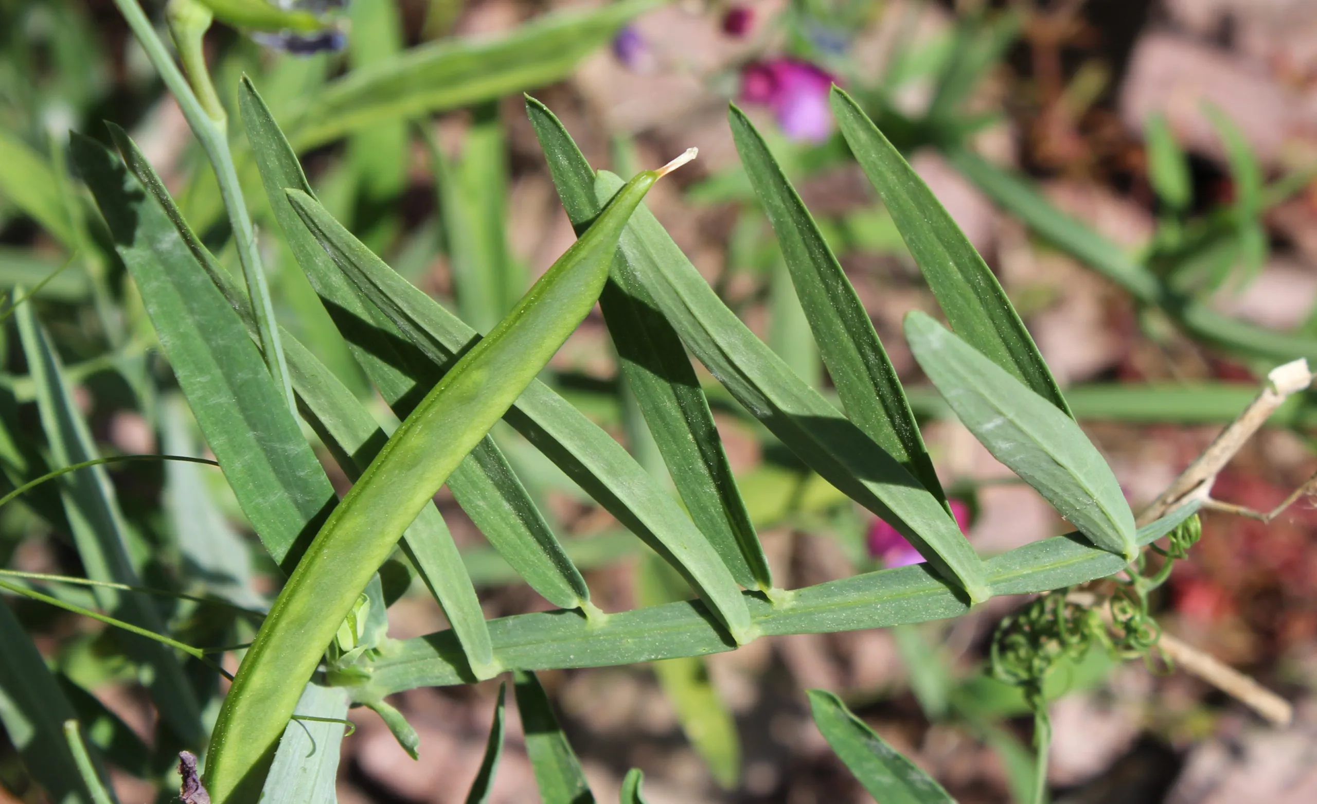 Lathyrus clymenum